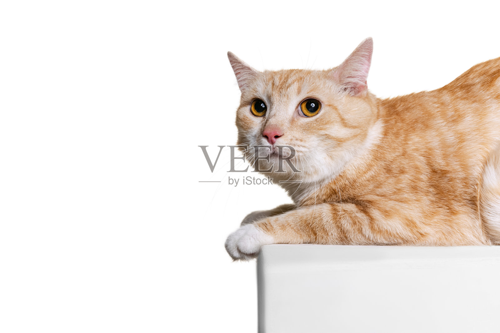 特写的毛茸茸可爱的红白猫，宠物看别处孤立的白色工作室背景。动物的生活概念照片摄影图片