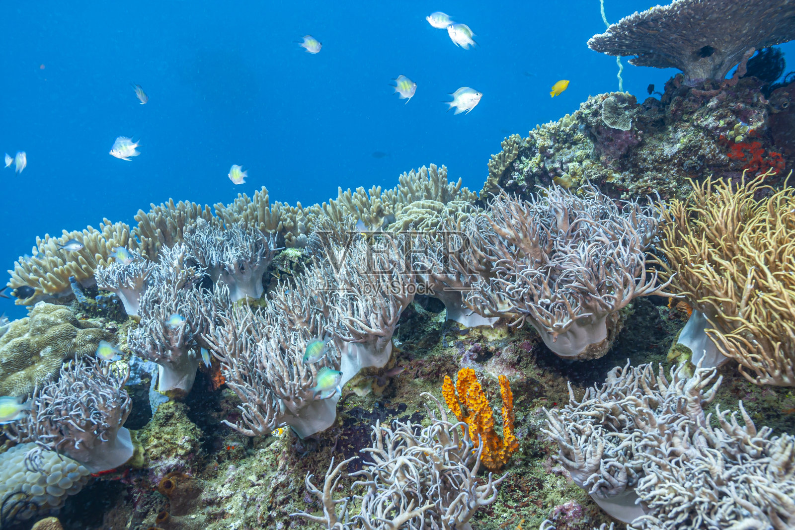 南太平洋珊瑚礁照片摄影图片