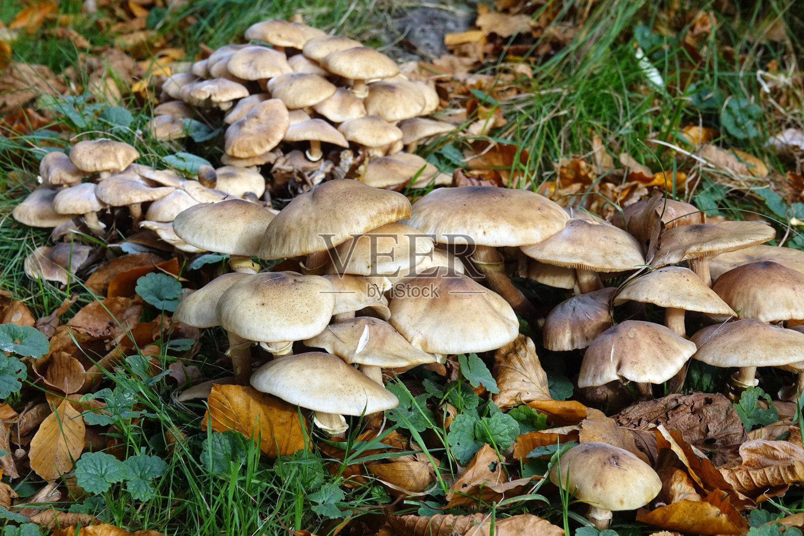 Zuid-Holland公园的蘑菇照片摄影图片