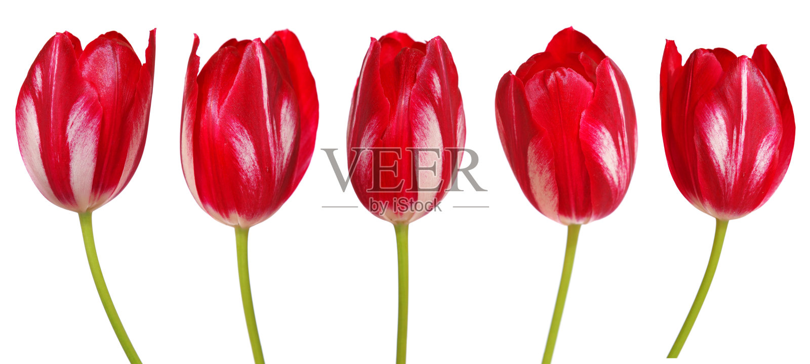 一套白色的红色郁金香花孤立在白色照片摄影图片