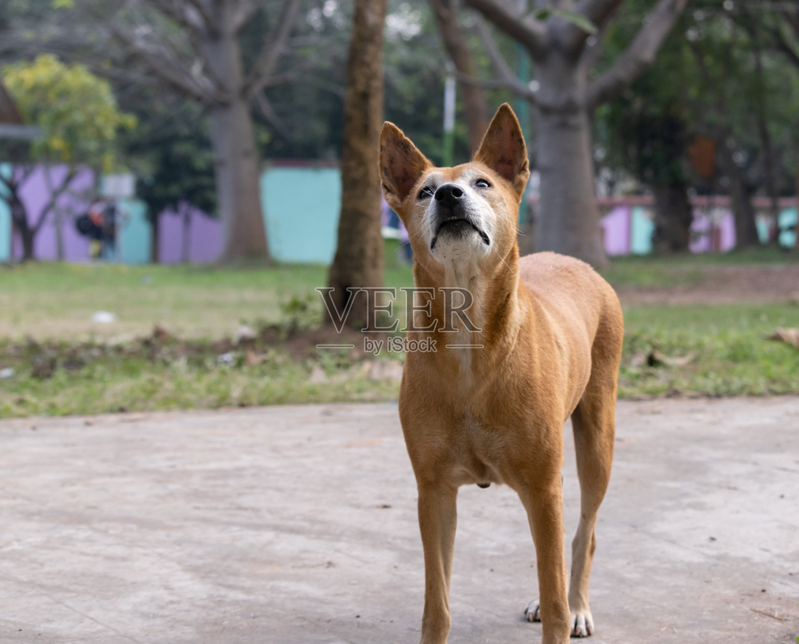 街头的狗看照片摄影图片
