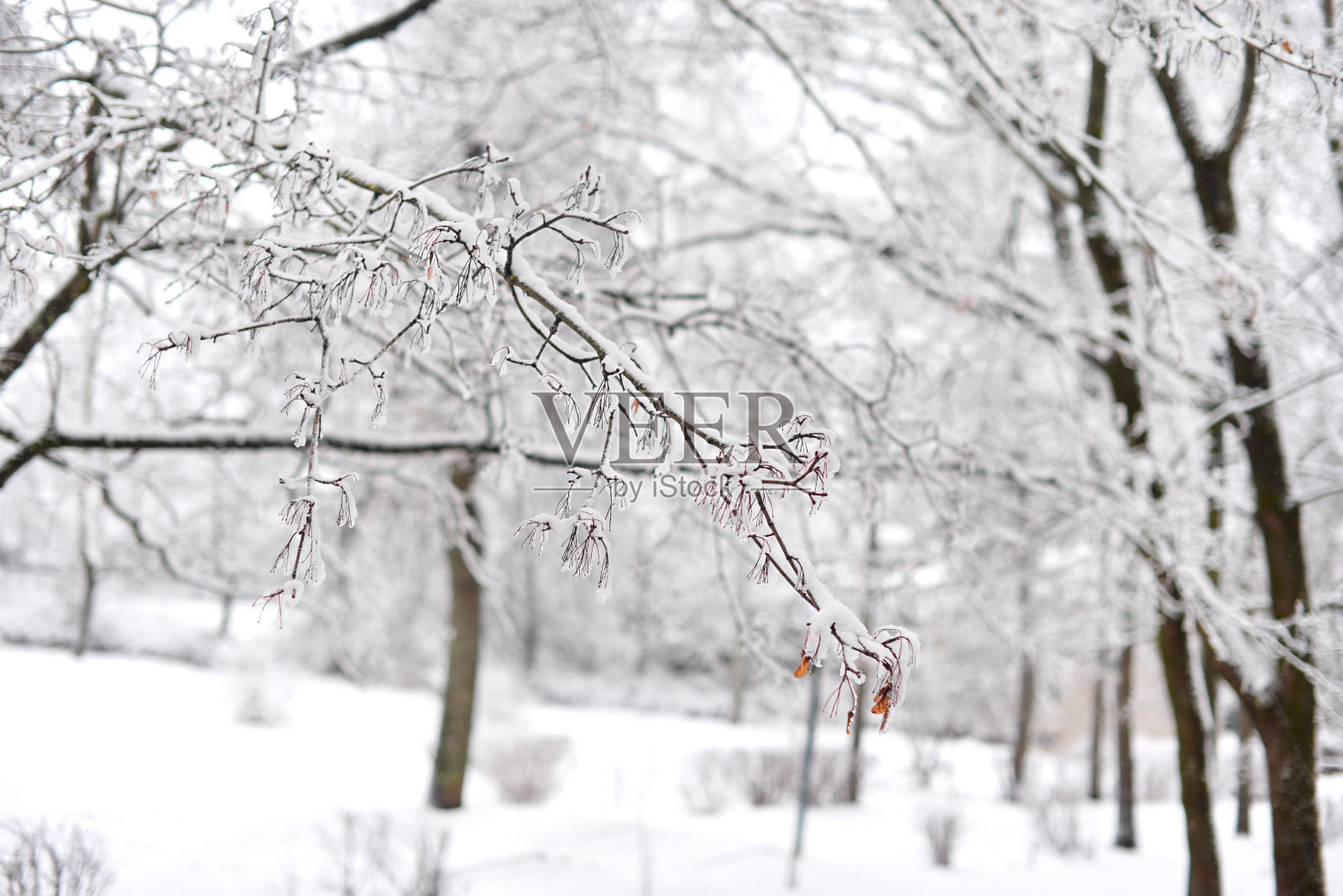 冬天的风景。公园里的树木和道路被雪覆盖照片摄影图片