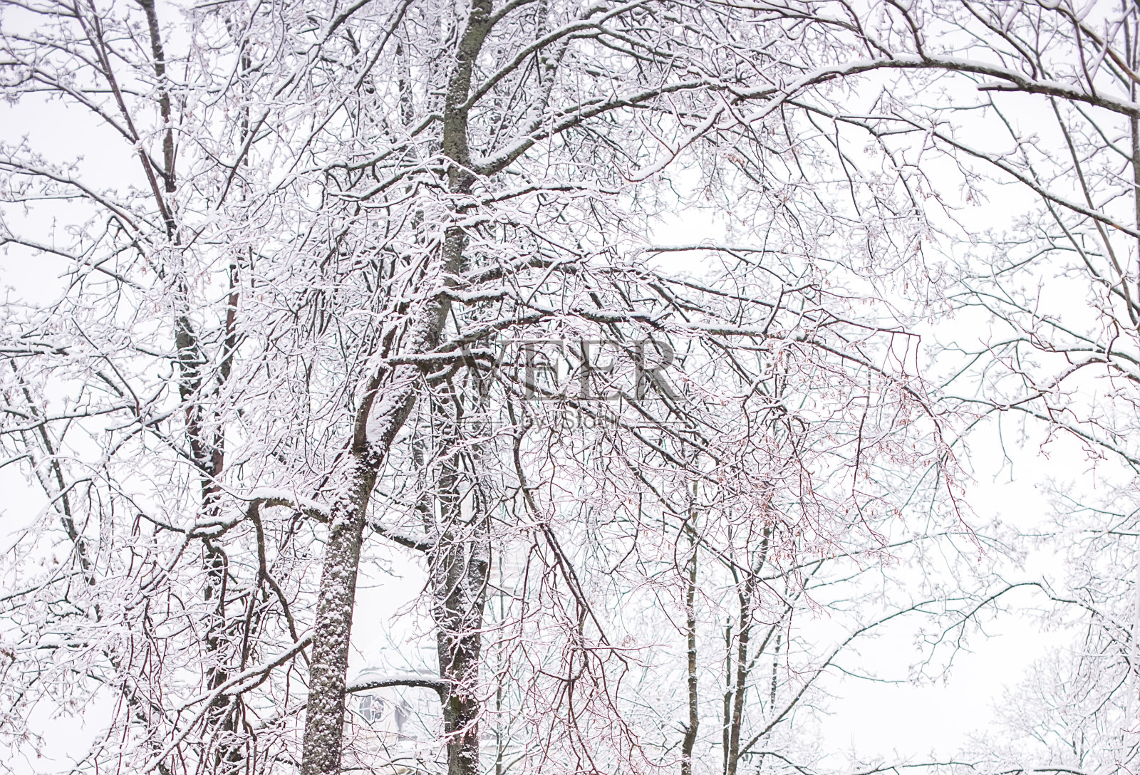 冬天的风景。公园里的树木和道路被雪覆盖照片摄影图片