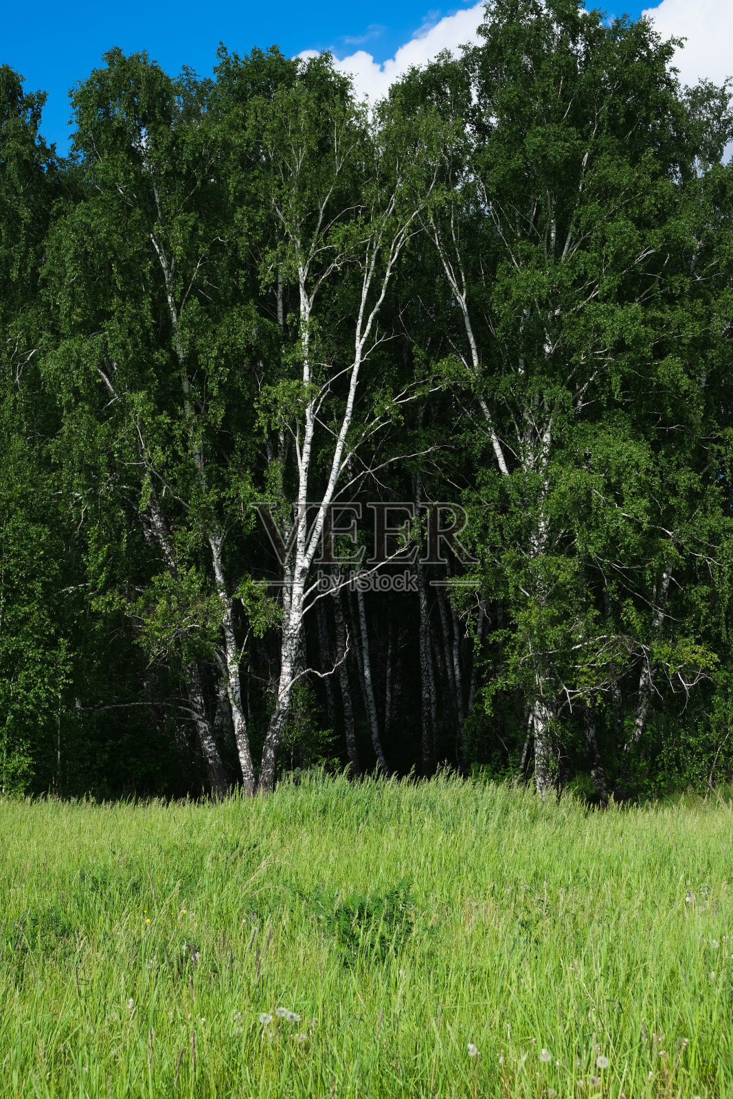 明亮的绿草和夏天的桦树照片摄影图片