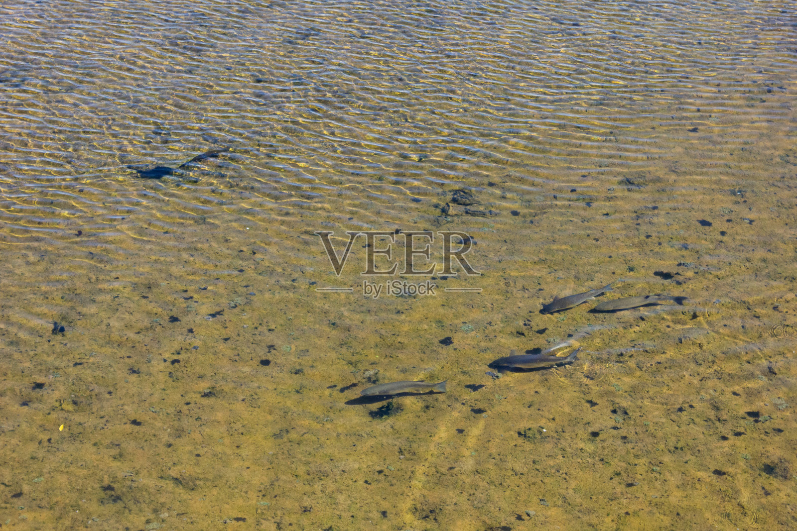 戈尔韦河照片摄影图片