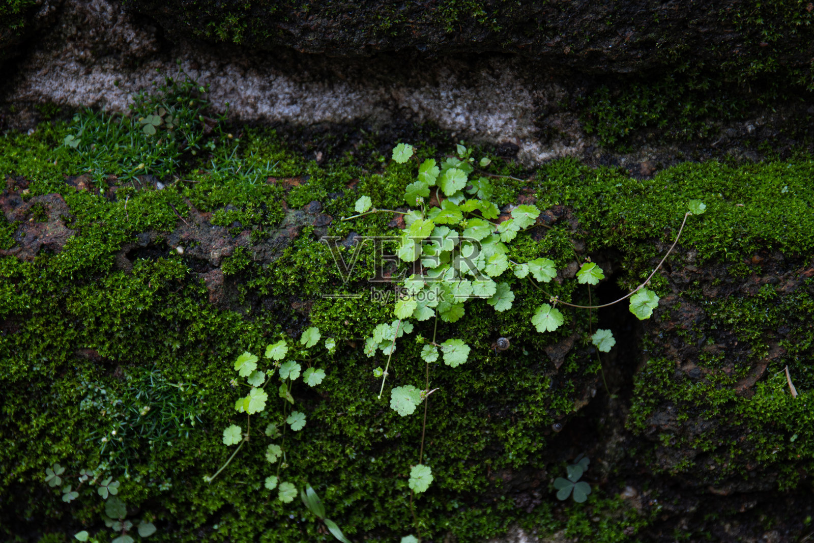 自然之美，清新绿叶之曲线照片摄影图片