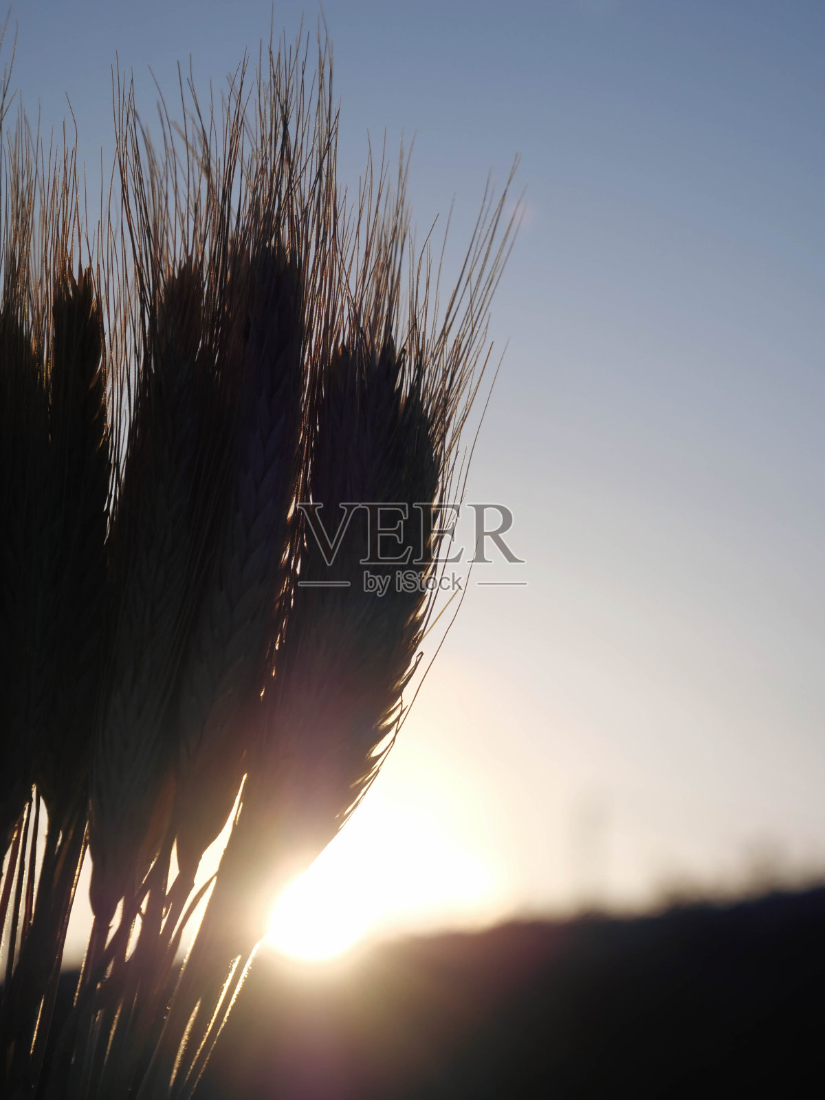 麦穗在朝阳下收获照片摄影图片