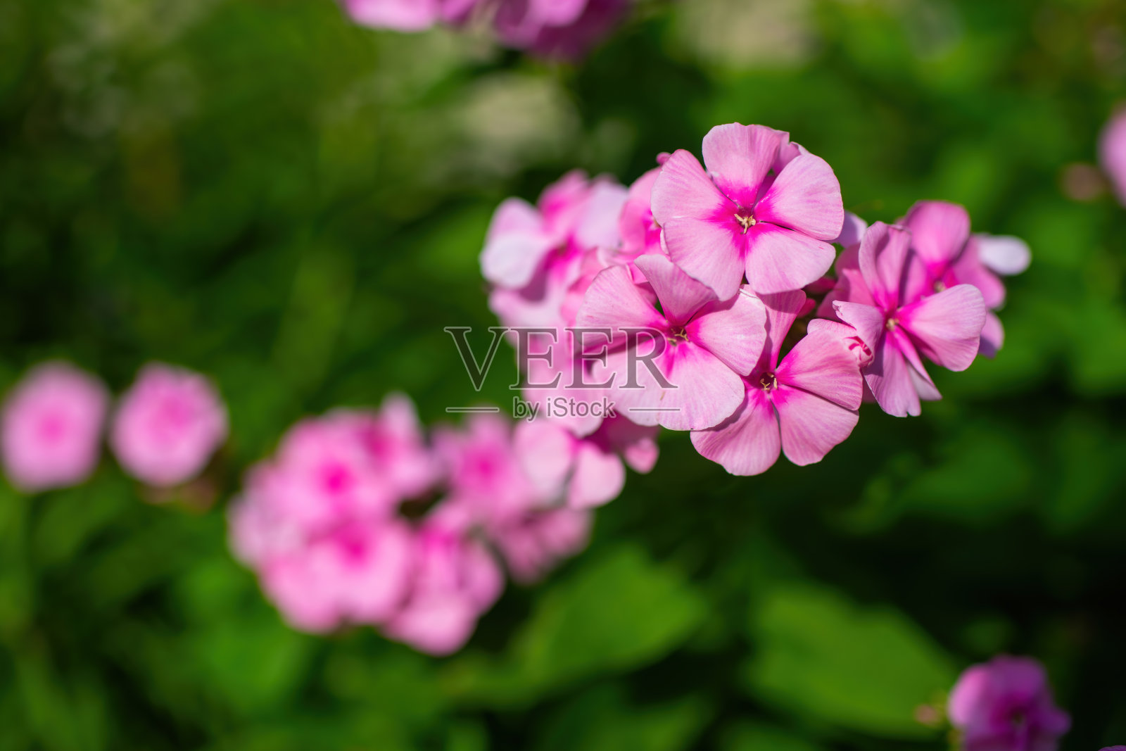 粉红色夹竹桃花靠近。照片摄影图片