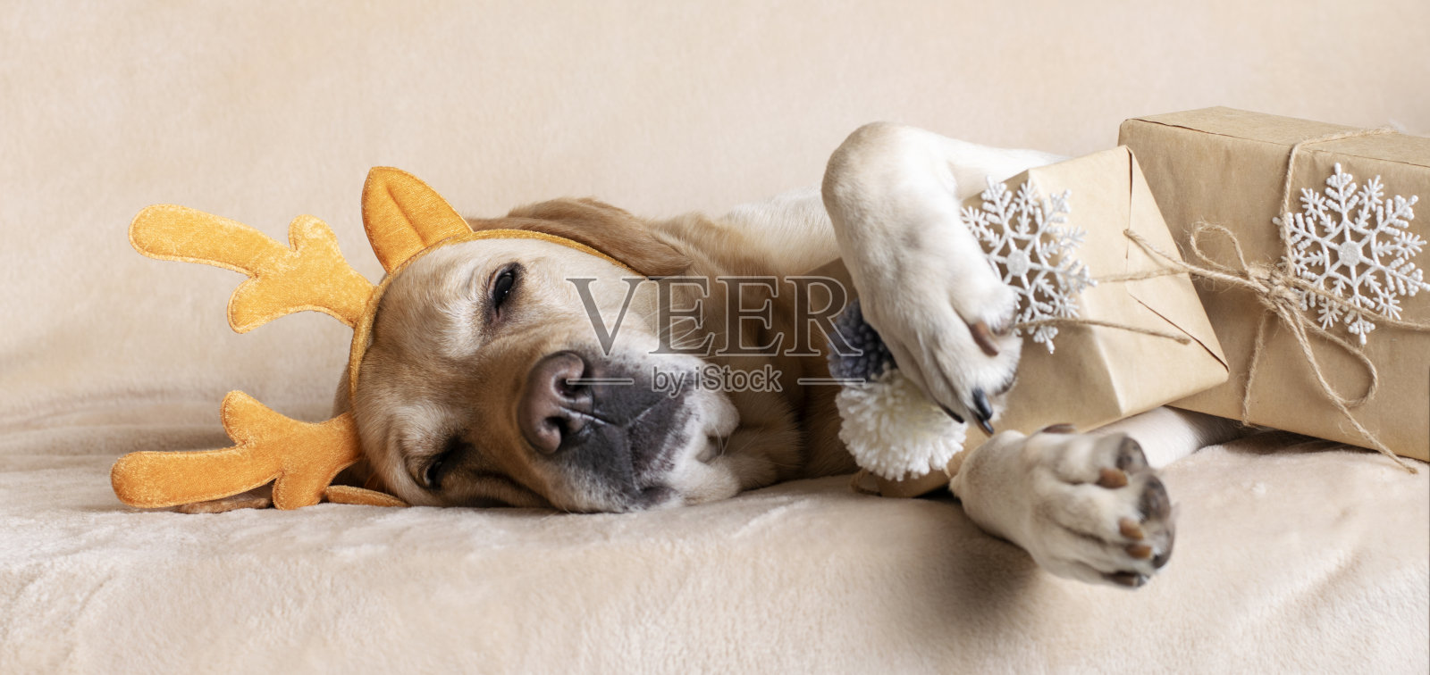 这只狗躺在床上，带着圣诞礼物。横幅照片摄影图片