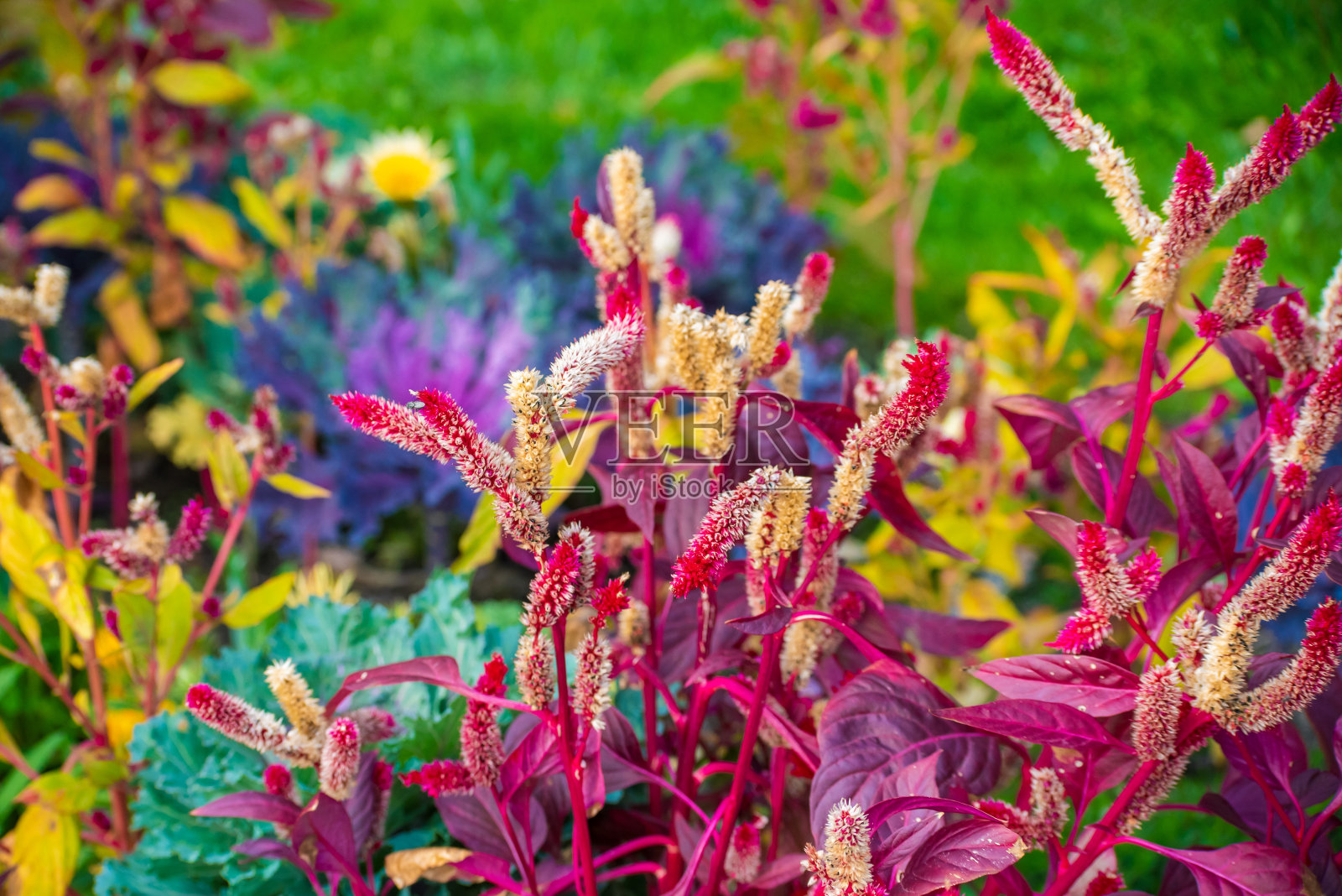 花园里花坛上的紫红花照片摄影图片