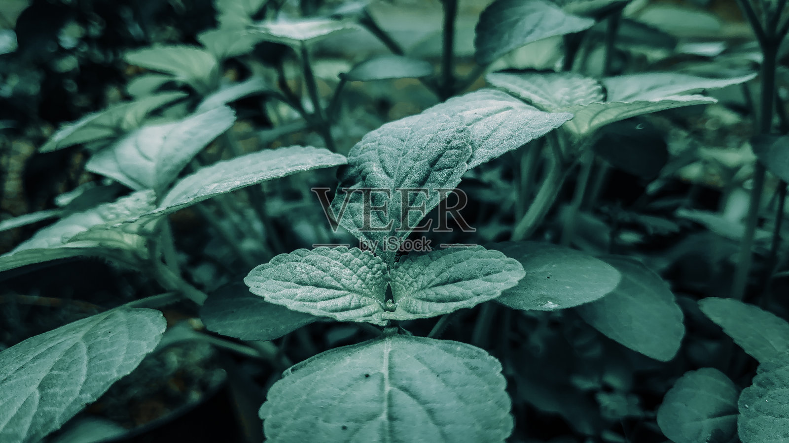 壁纸自然照片摄影图片