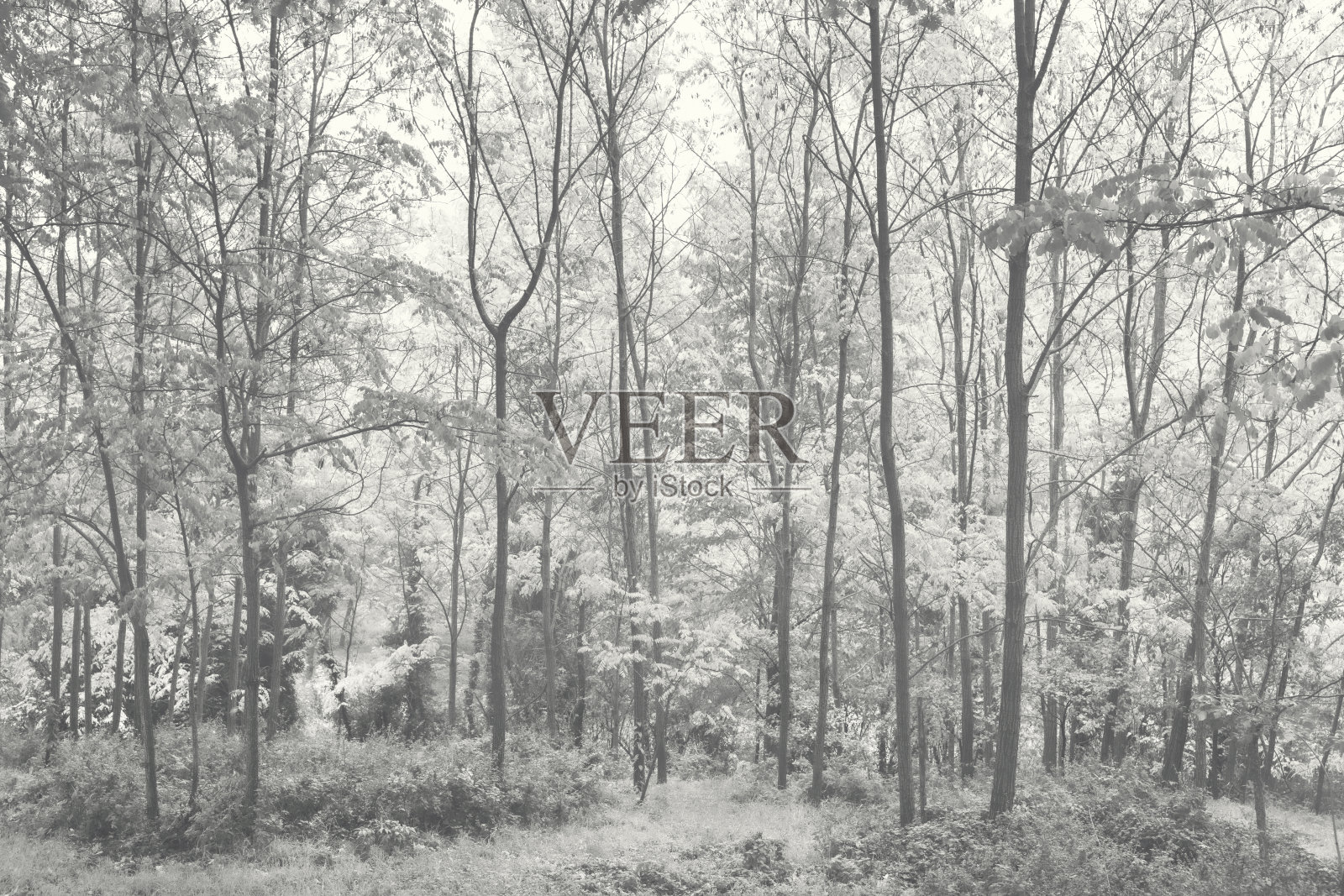 树林里的冬天，自然的背景照片摄影图片