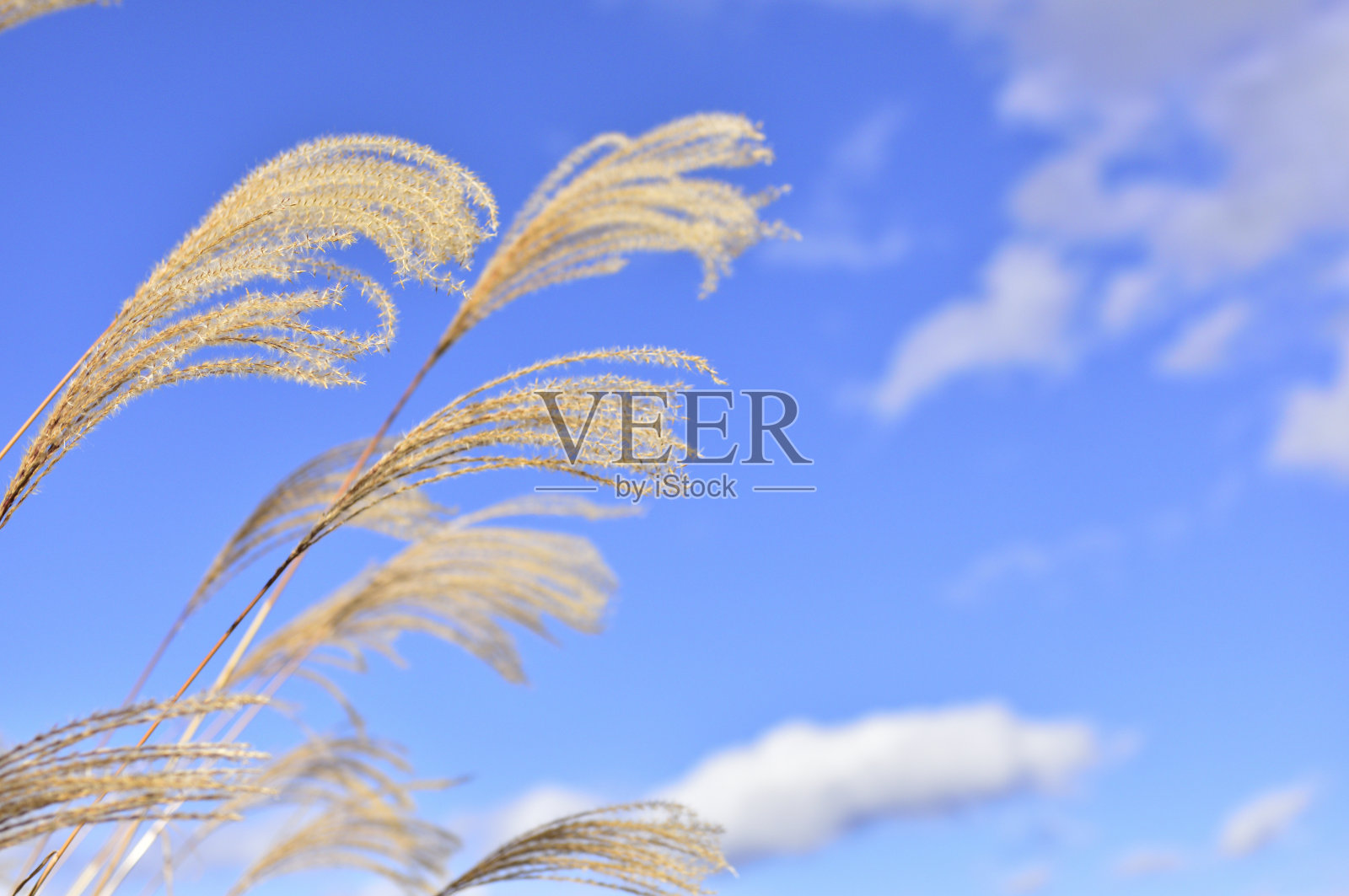 景观与日本潘帕斯草。秋天的概念。照片摄影图片