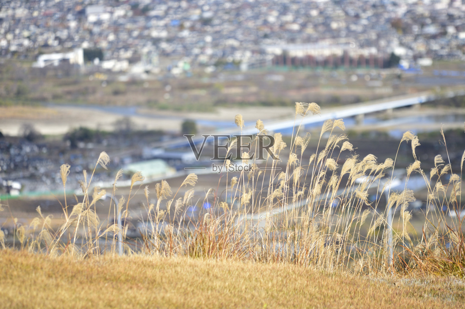 景观与日本潘帕斯草。秋天的概念。照片摄影图片