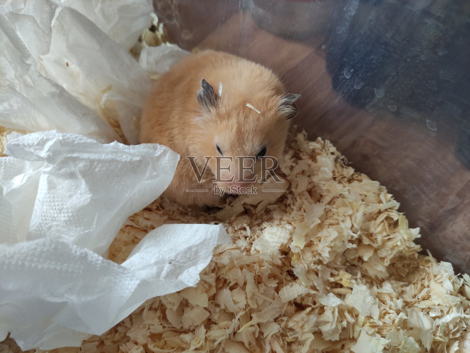 困倦的仓鼠醒了，什么都不懂照片摄影图片