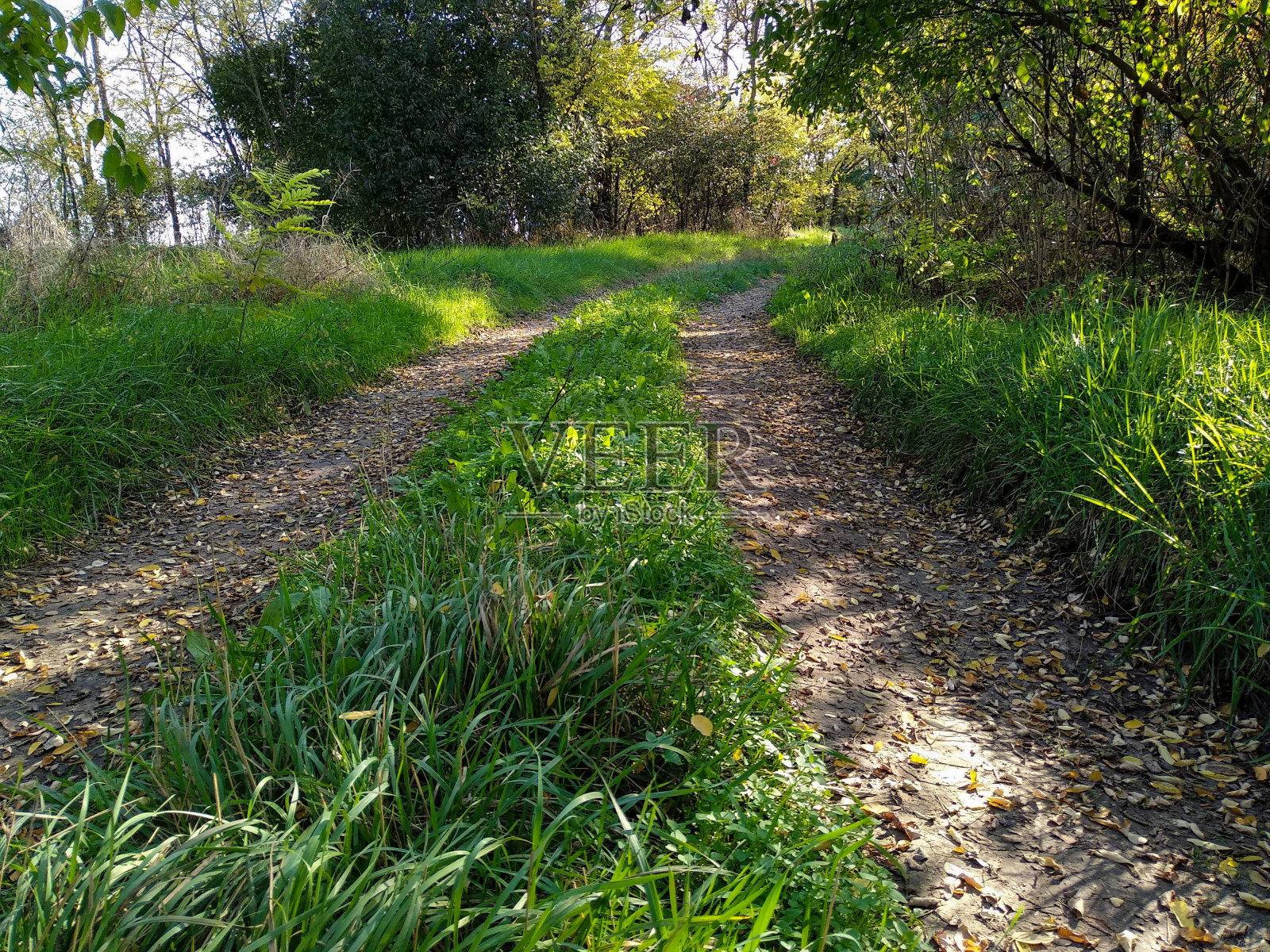 穿过夏日森林的乡村道路照片摄影图片