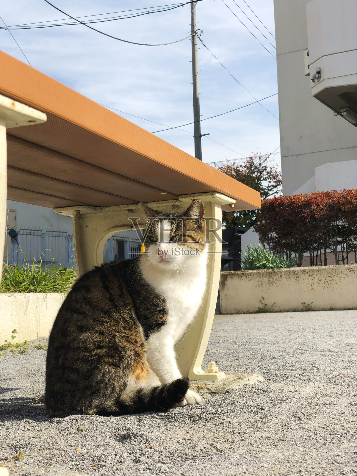 公园里的猫。照片摄影图片