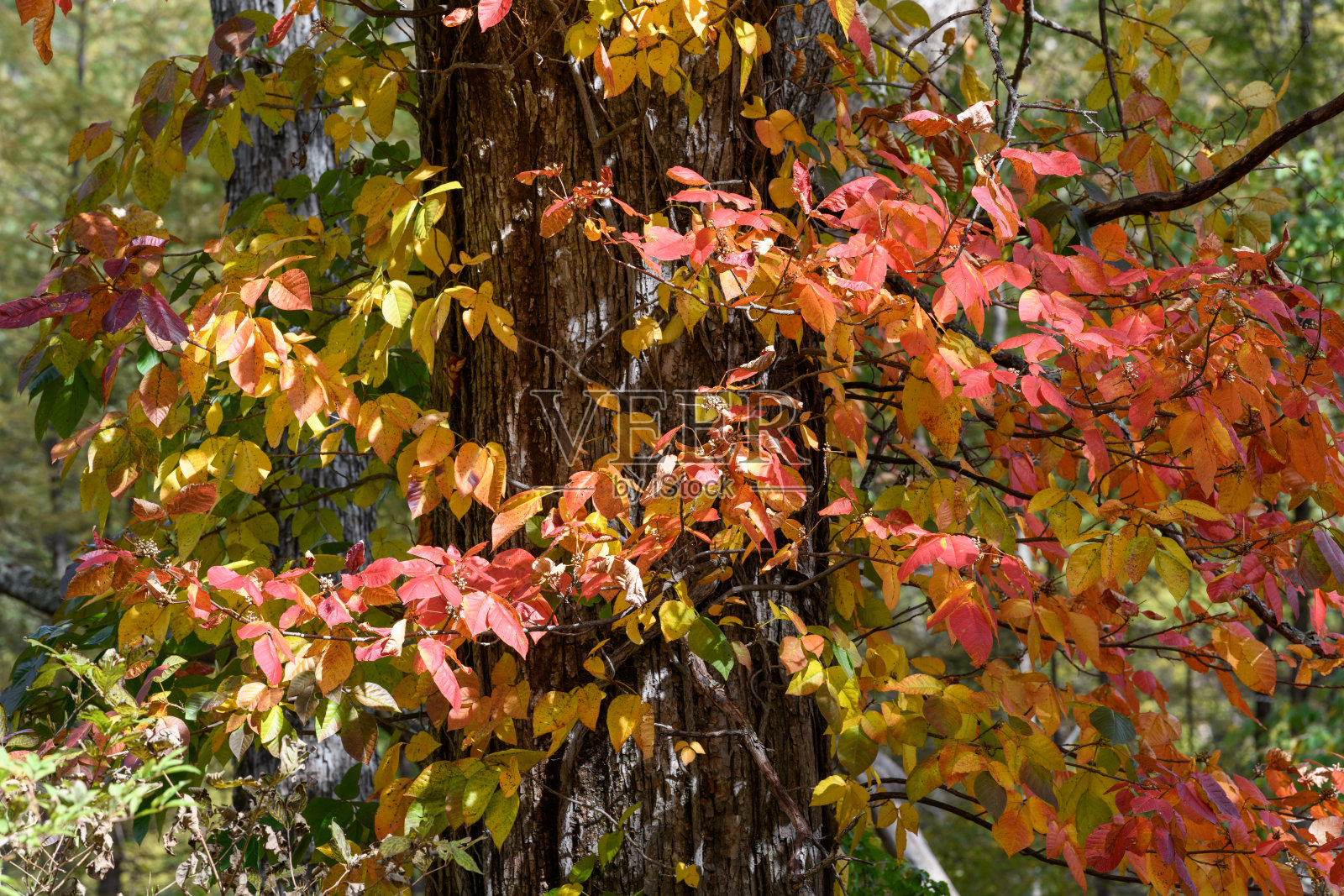毒葛的秋叶照片摄影图片