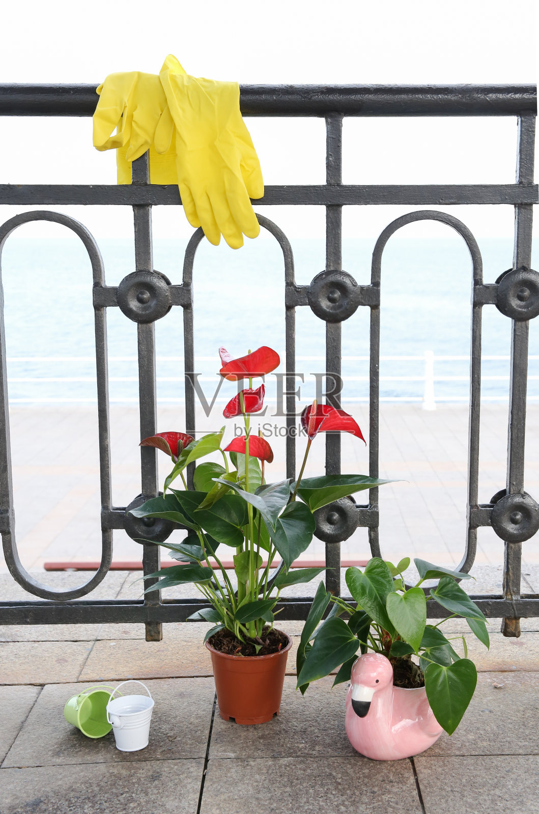 花烛属植物照片摄影图片