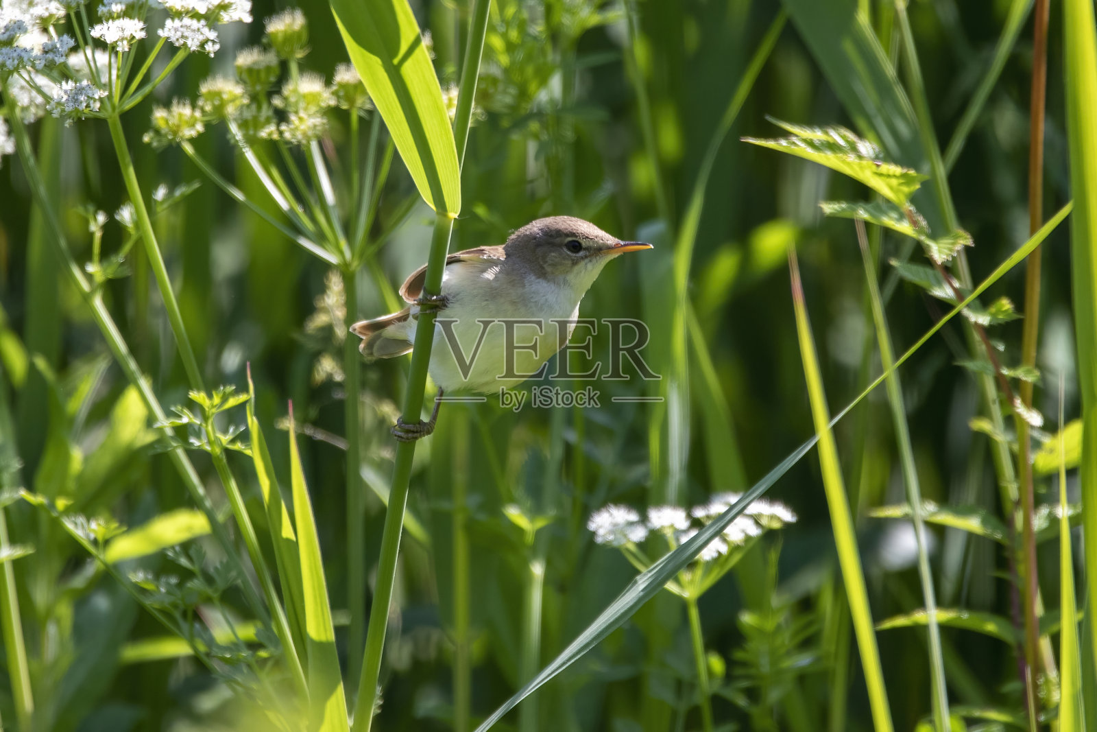 一张苇莺的特写照片摄影图片