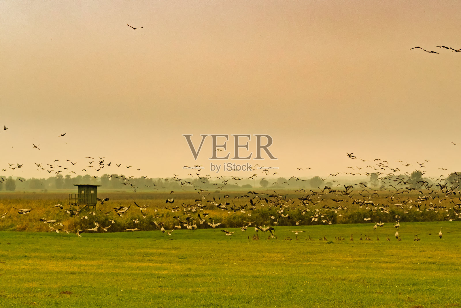 许多鹤，格鲁斯格鲁斯，在冈泽湖日落时照片摄影图片