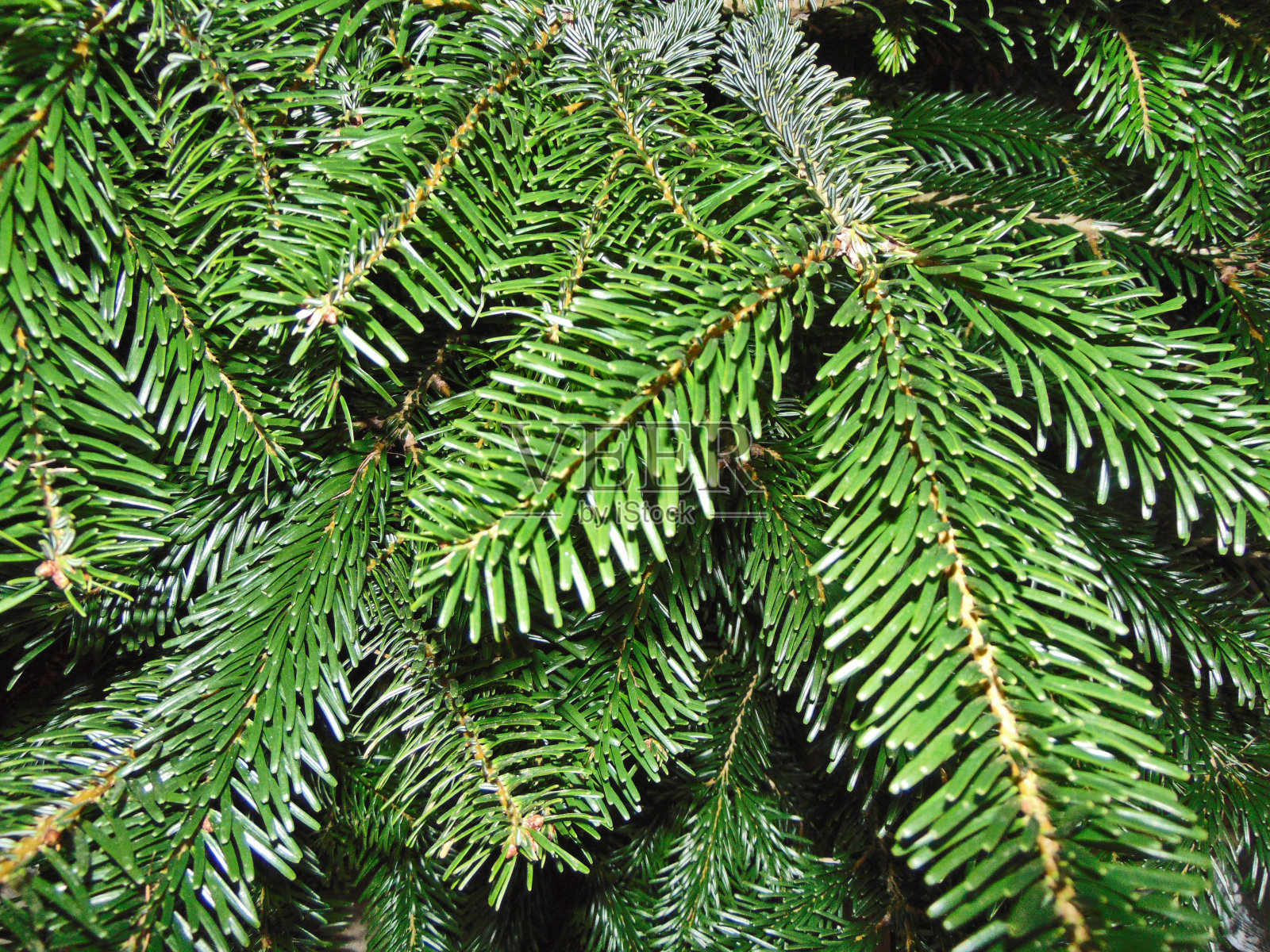 冷杉树枝-大自然，关闭照片摄影图片