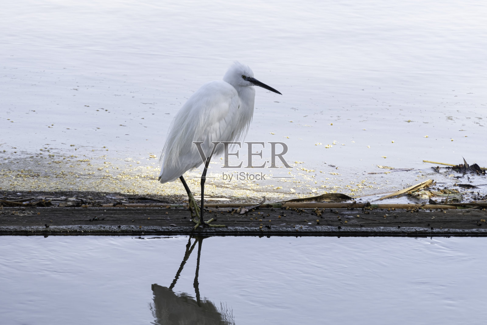 小白鹭鸟在水坑边缘的特写照片摄影图片