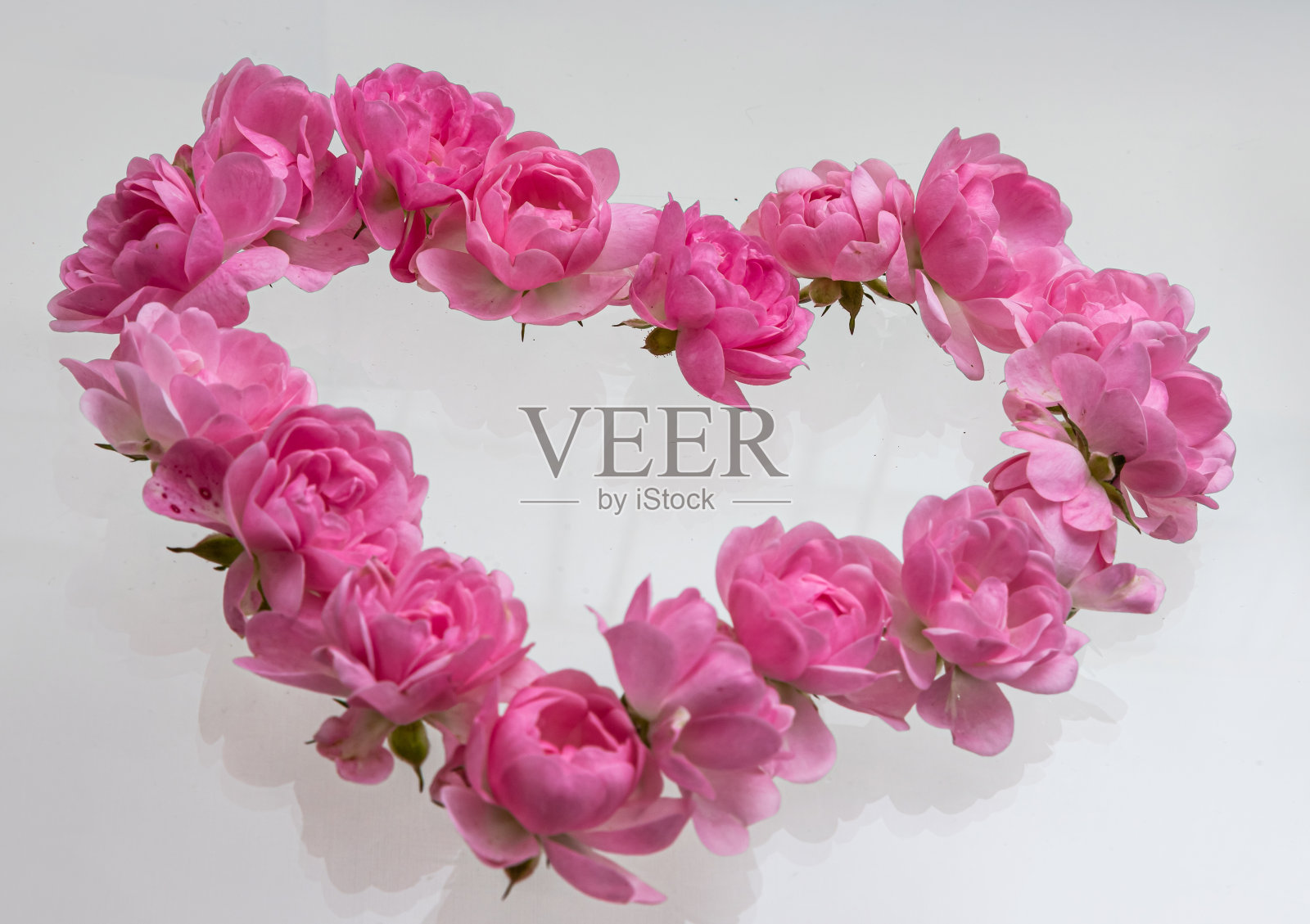 粉色玫瑰心形。在白色背景上。玫瑰是情人节象征爱情、浪漫的花朵照片摄影图片