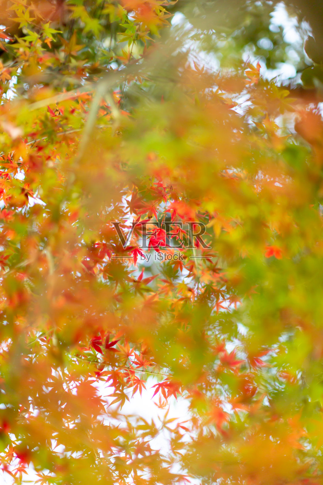 秋天的落叶照片摄影图片