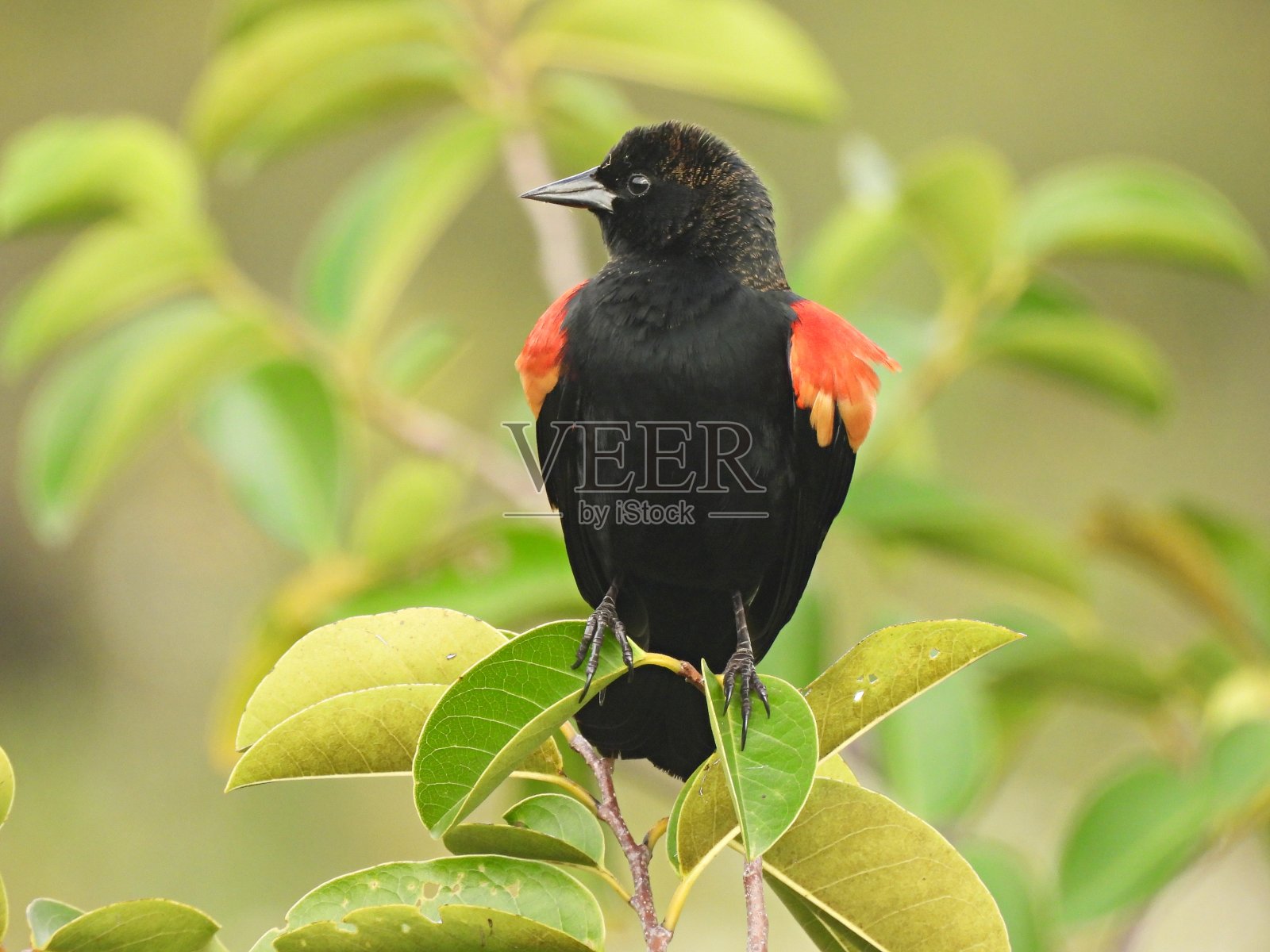 雄性红翼黑鹂栖息在一片叶子上照片摄影图片