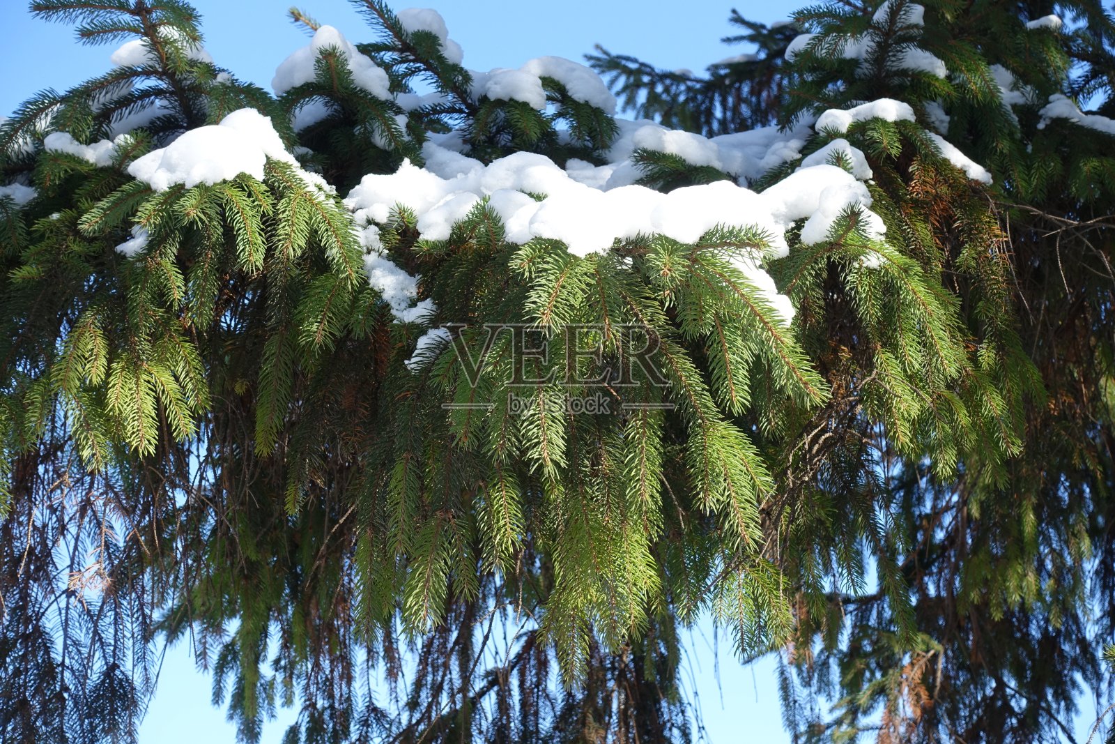 二月蔚蓝的天空映衬下，云杉树枝上的新雪照片摄影图片