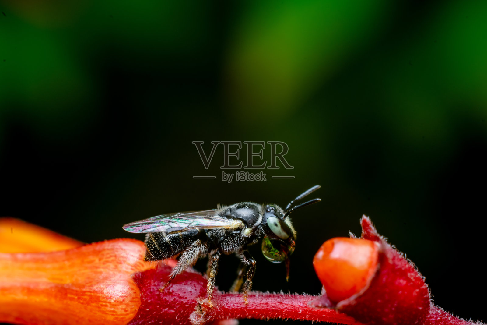 小木匠蜜蜂在花蕾上制造泡泡。使用选择性的焦点。照片摄影图片
