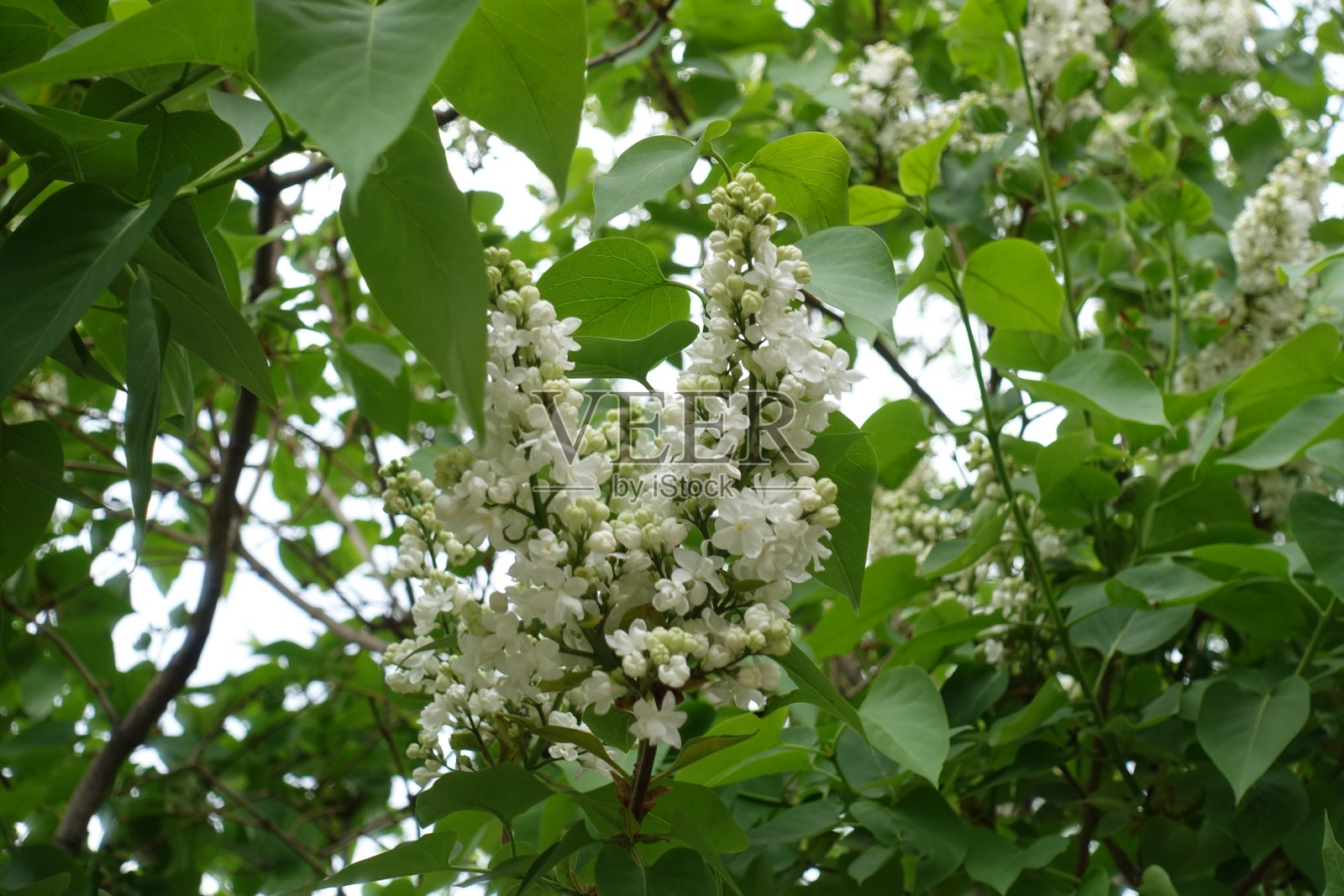 四月盛开的白色重瓣丁香花照片摄影图片