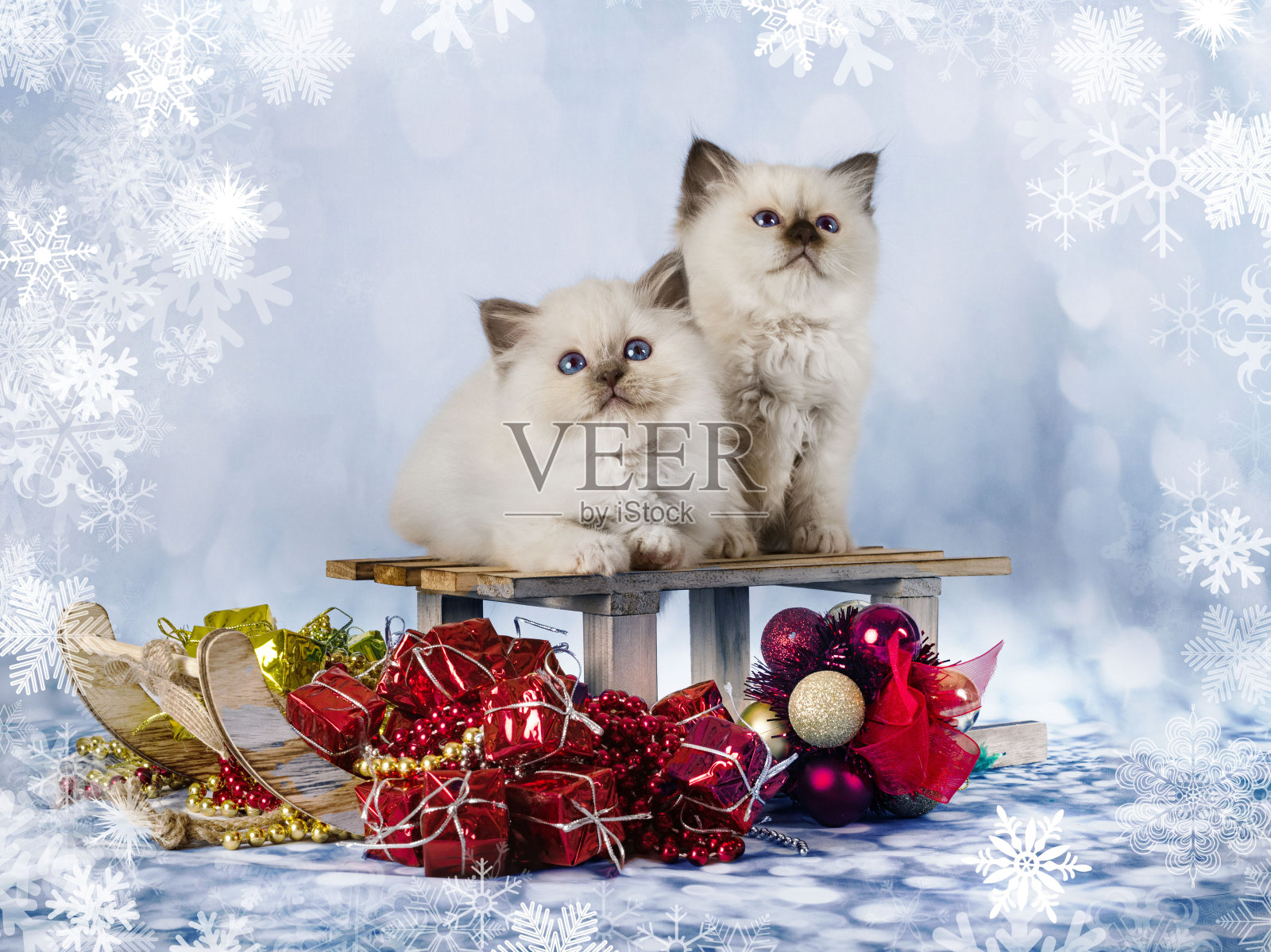 缅甸猫照片摄影图片