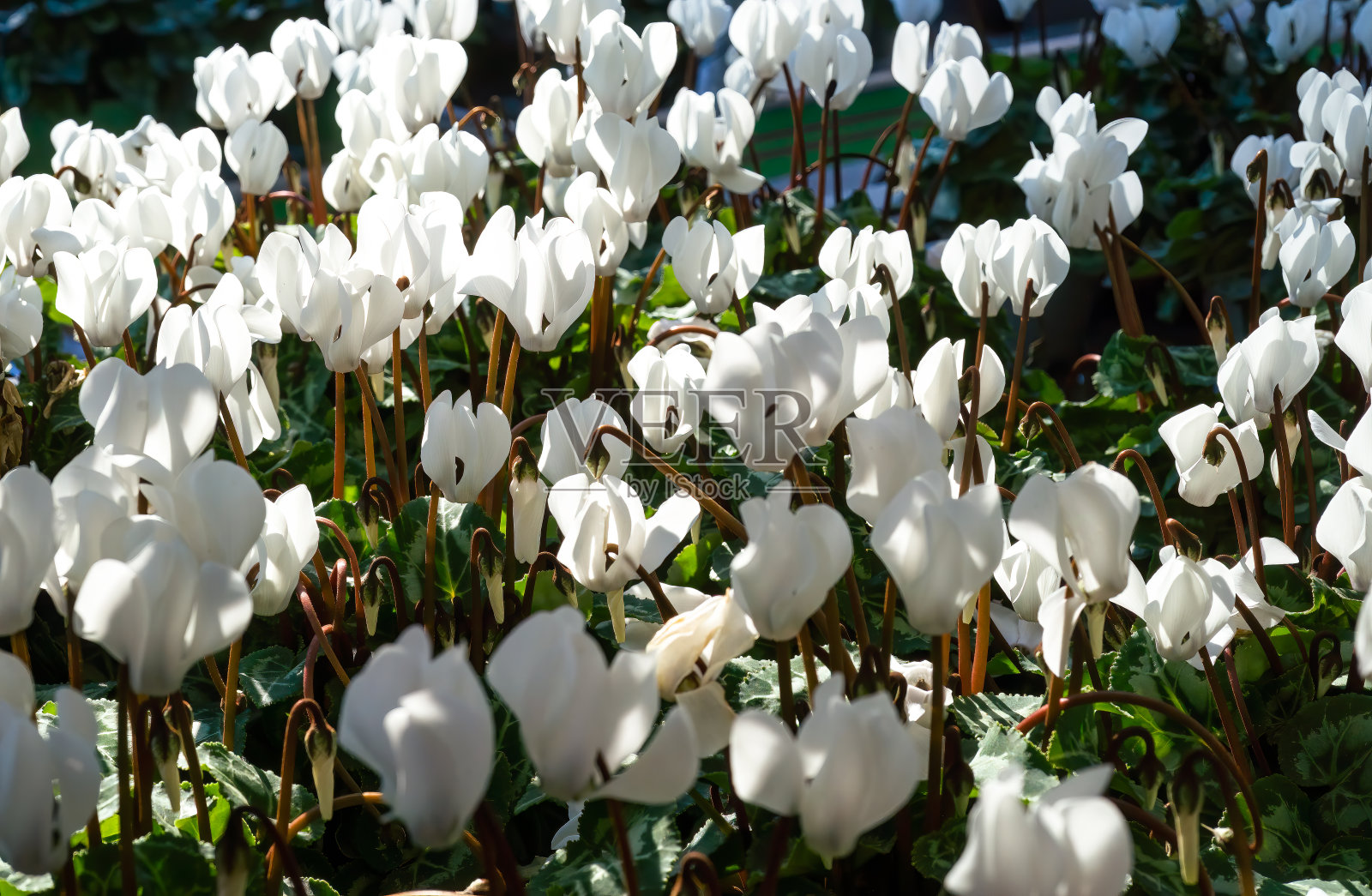 白色仙客来盛开照片摄影图片
