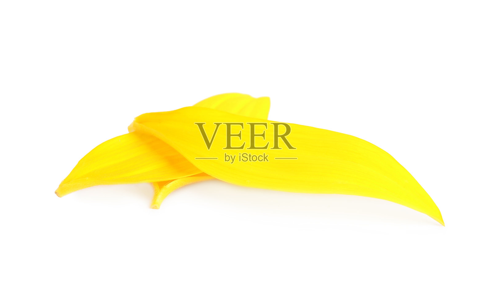 新鲜的黄色向日葵花瓣孤立在白色照片摄影图片