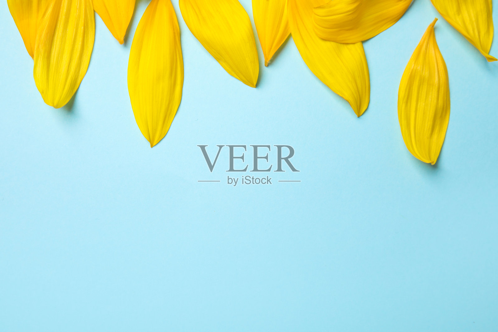 鲜黄色的向日葵花瓣在浅蓝色的背景上，平铺着。空间的文本照片摄影图片