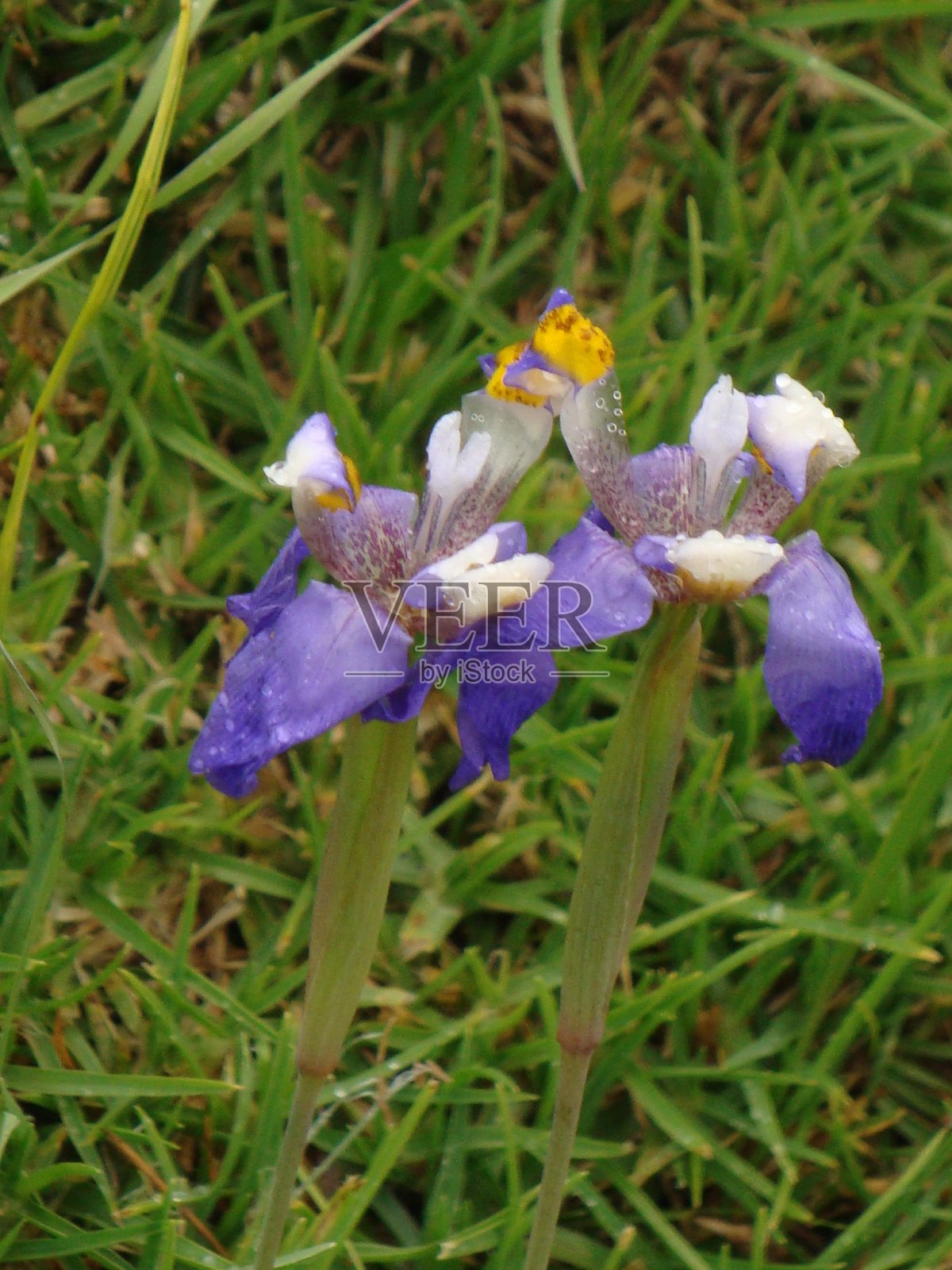 艾里斯·克里斯塔“阿比的紫罗兰”照片摄影图片