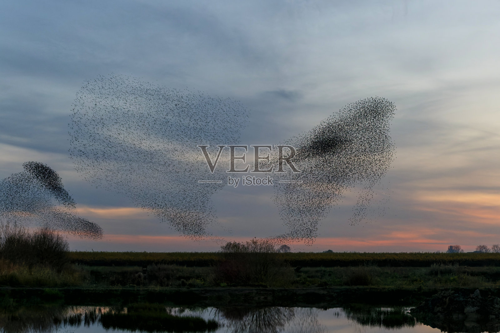 在荷兰的日落时分，椋鸟在喃喃自语。照片摄影图片