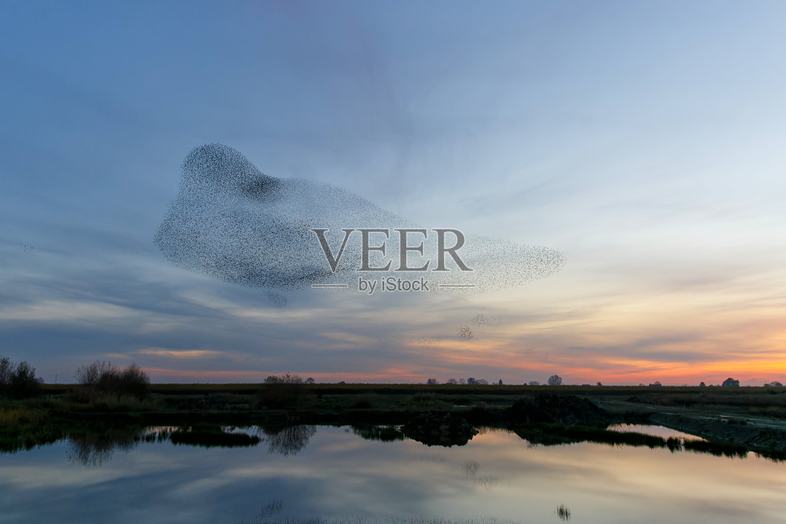 在荷兰的日落时分，椋鸟在喃喃自语。照片摄影图片