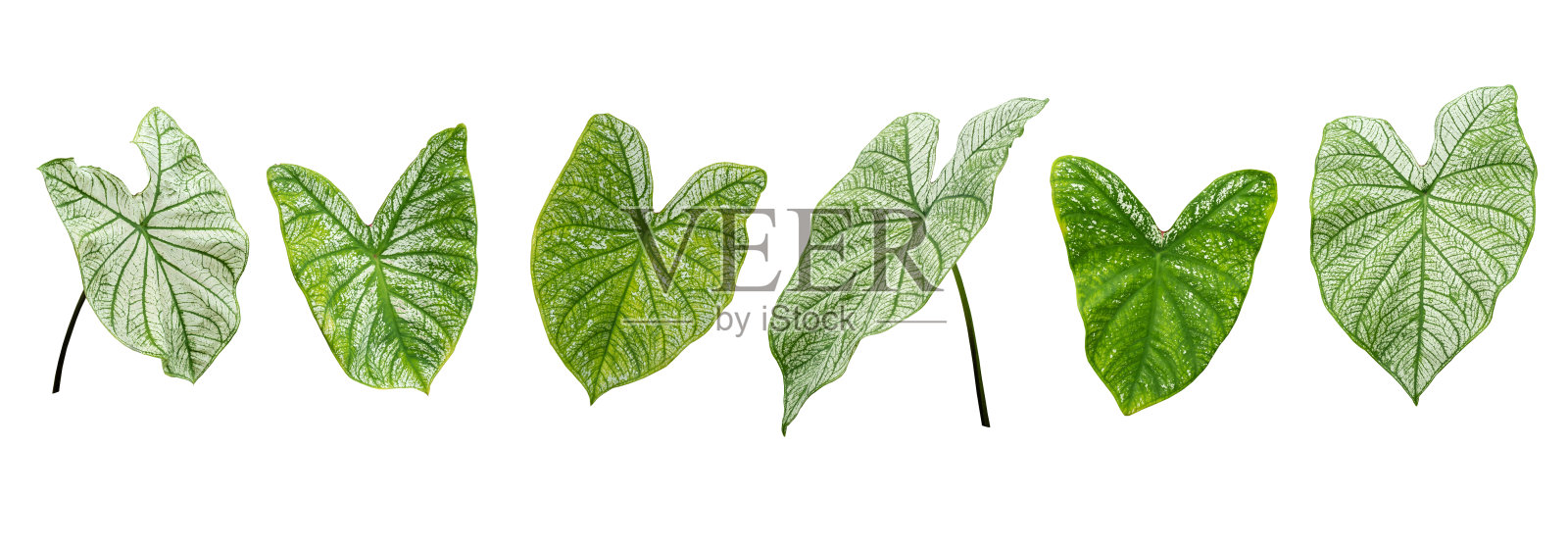 套绿色的叶子和热带植物的叶子在白色的背景为平layd。裁剪路径设计元素。插画图片素材