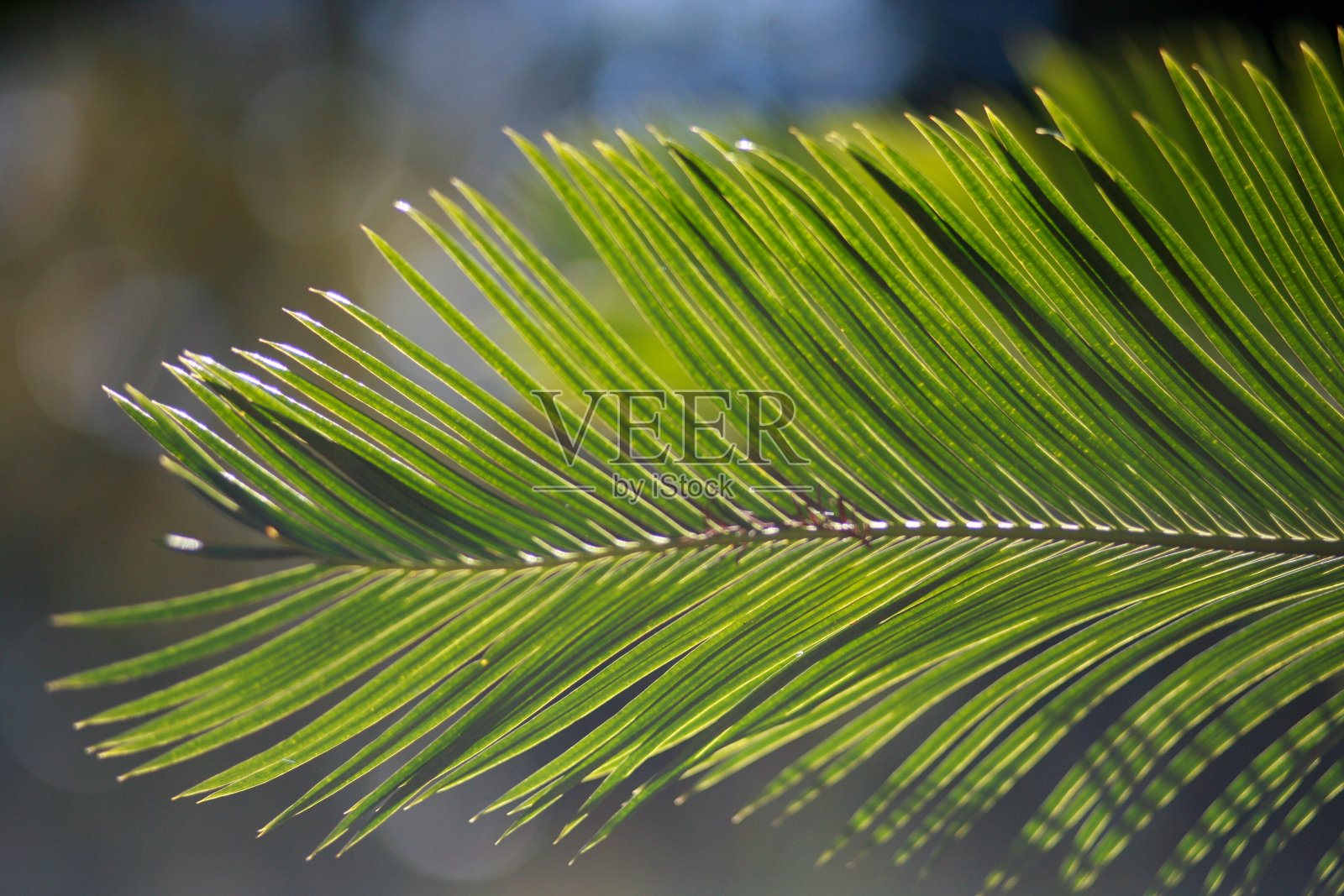 棕榈叶照片摄影图片
