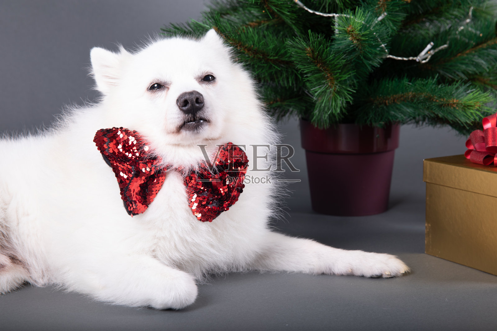圣诞节可爱的小狗。圣诞树旁的白狗照片摄影图片
