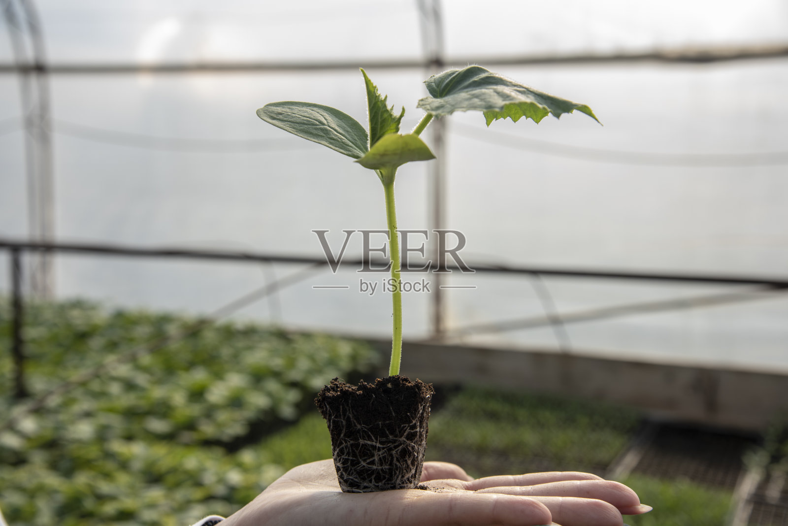 准备种植的小黄瓜苗。照片摄影图片