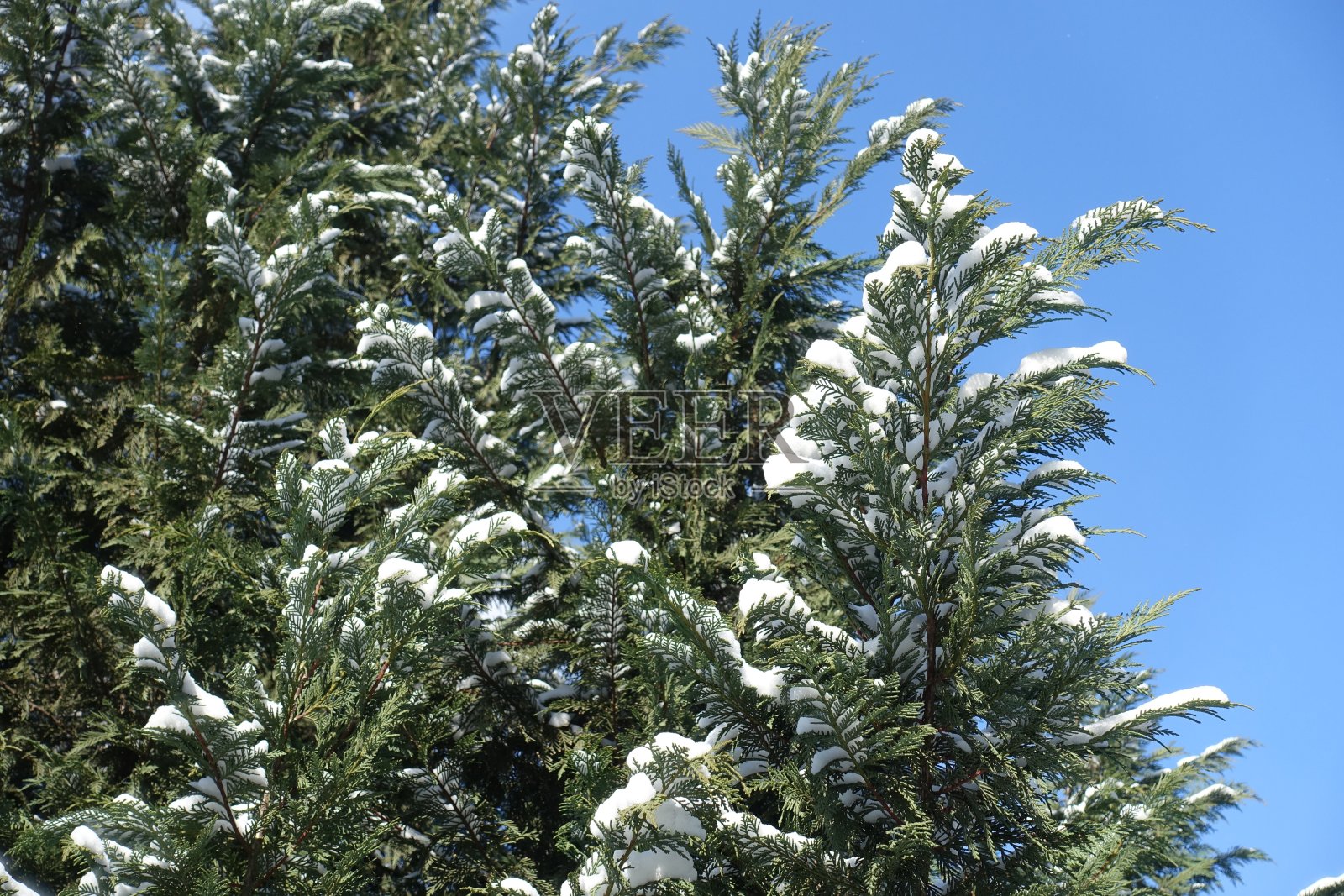 2月中旬，蔚蓝的天空和奥福德港雪松的枝头被雪覆盖照片摄影图片
