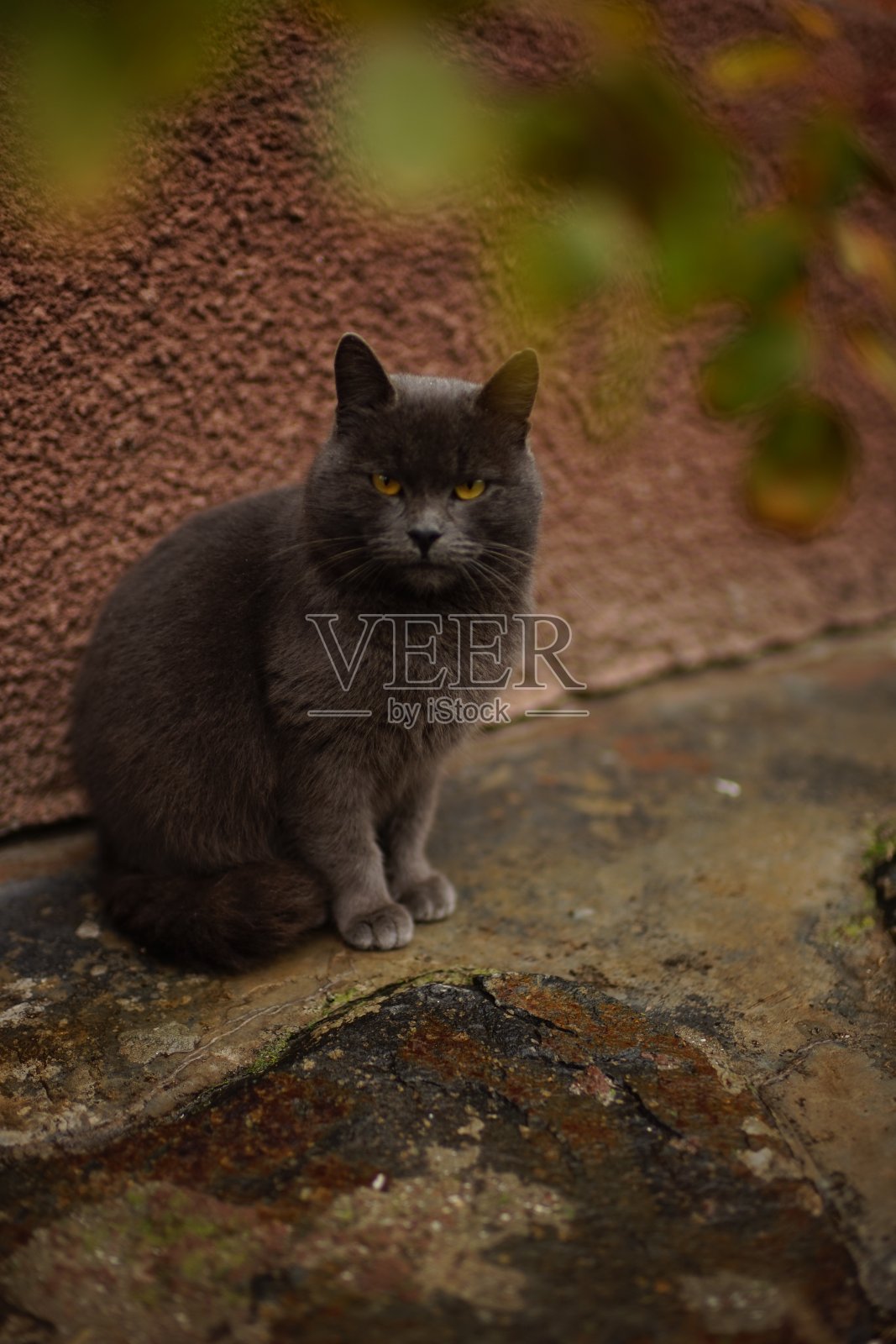 一只灰色的英国大猫正坐在房子附近的玫瑰花丛下照片摄影图片