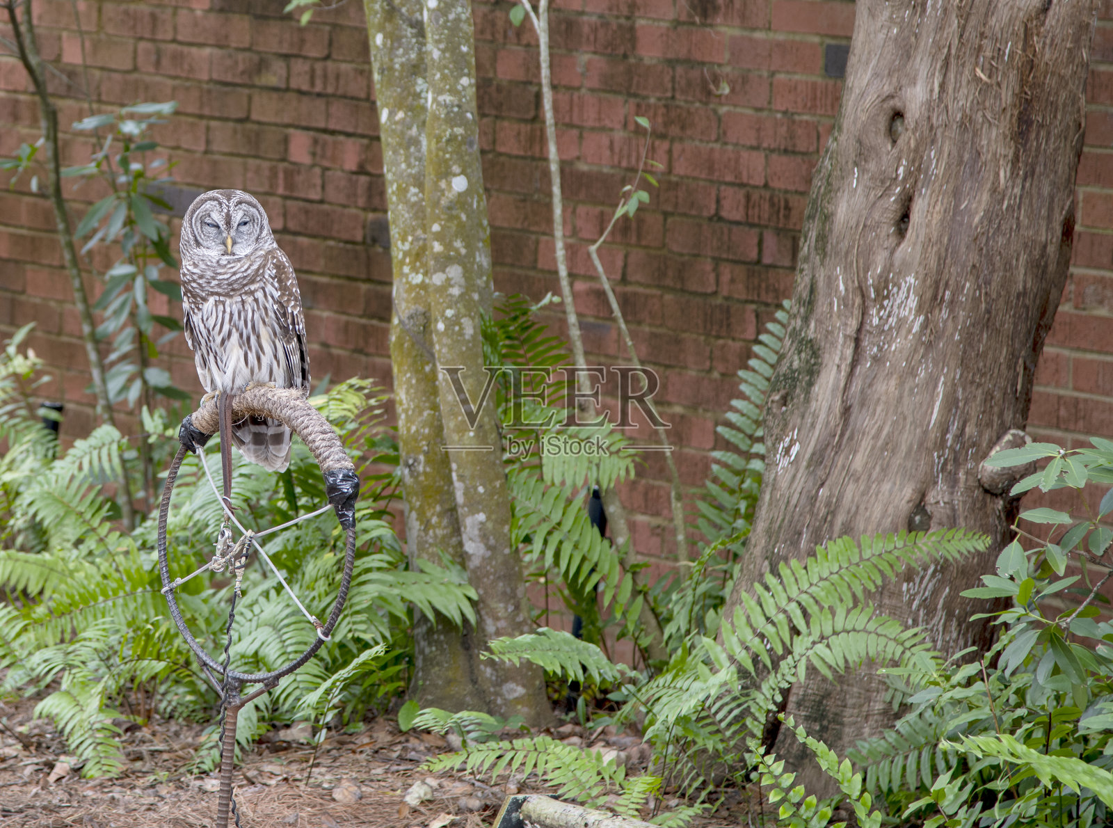 猛禽照片摄影图片