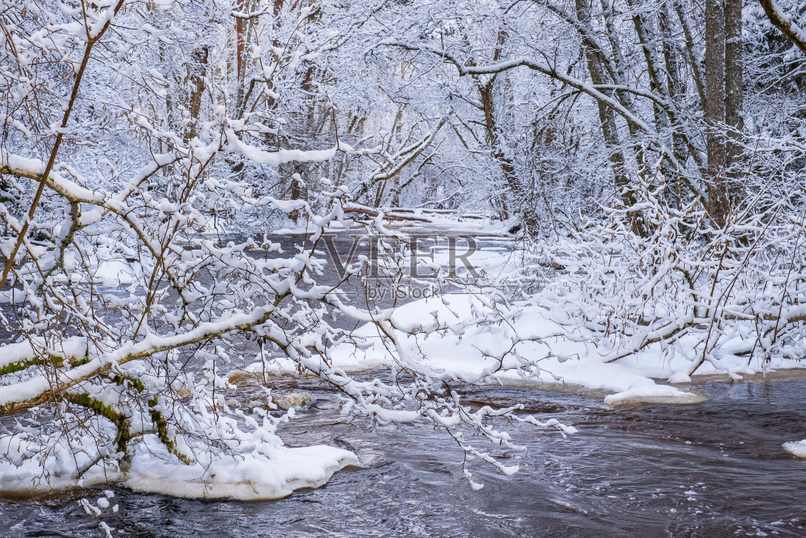 树林里河边的美丽冬天照片摄影图片