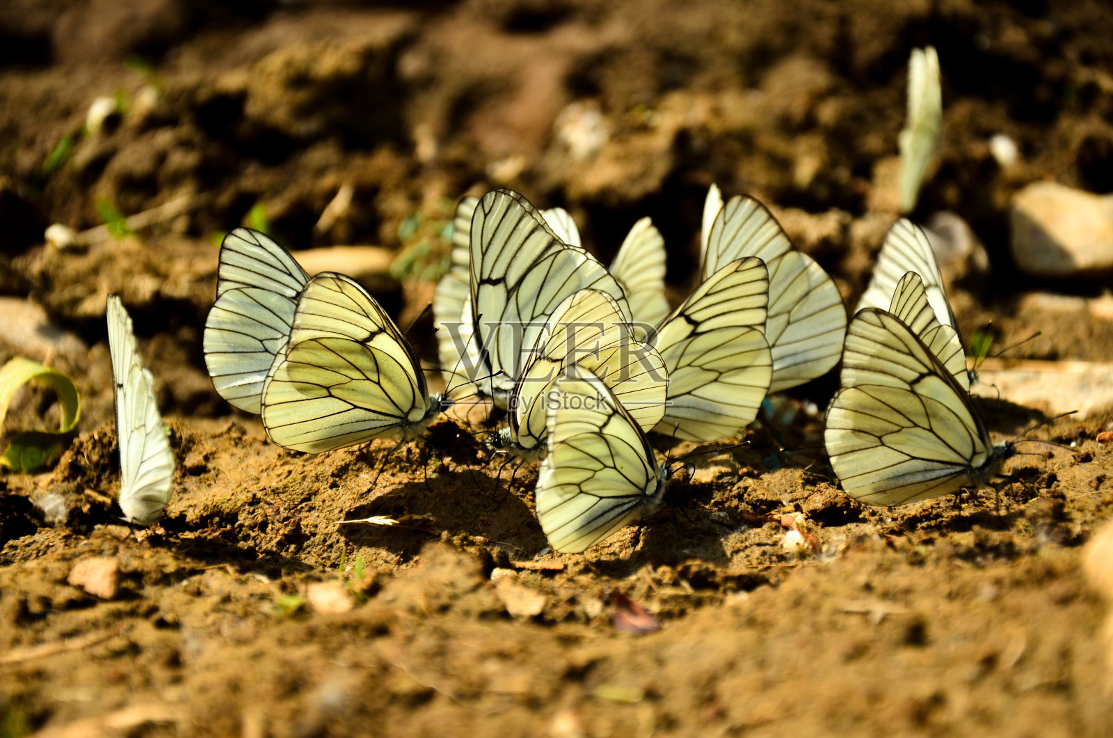 白蝴蝶-白蝴蝶照片摄影图片