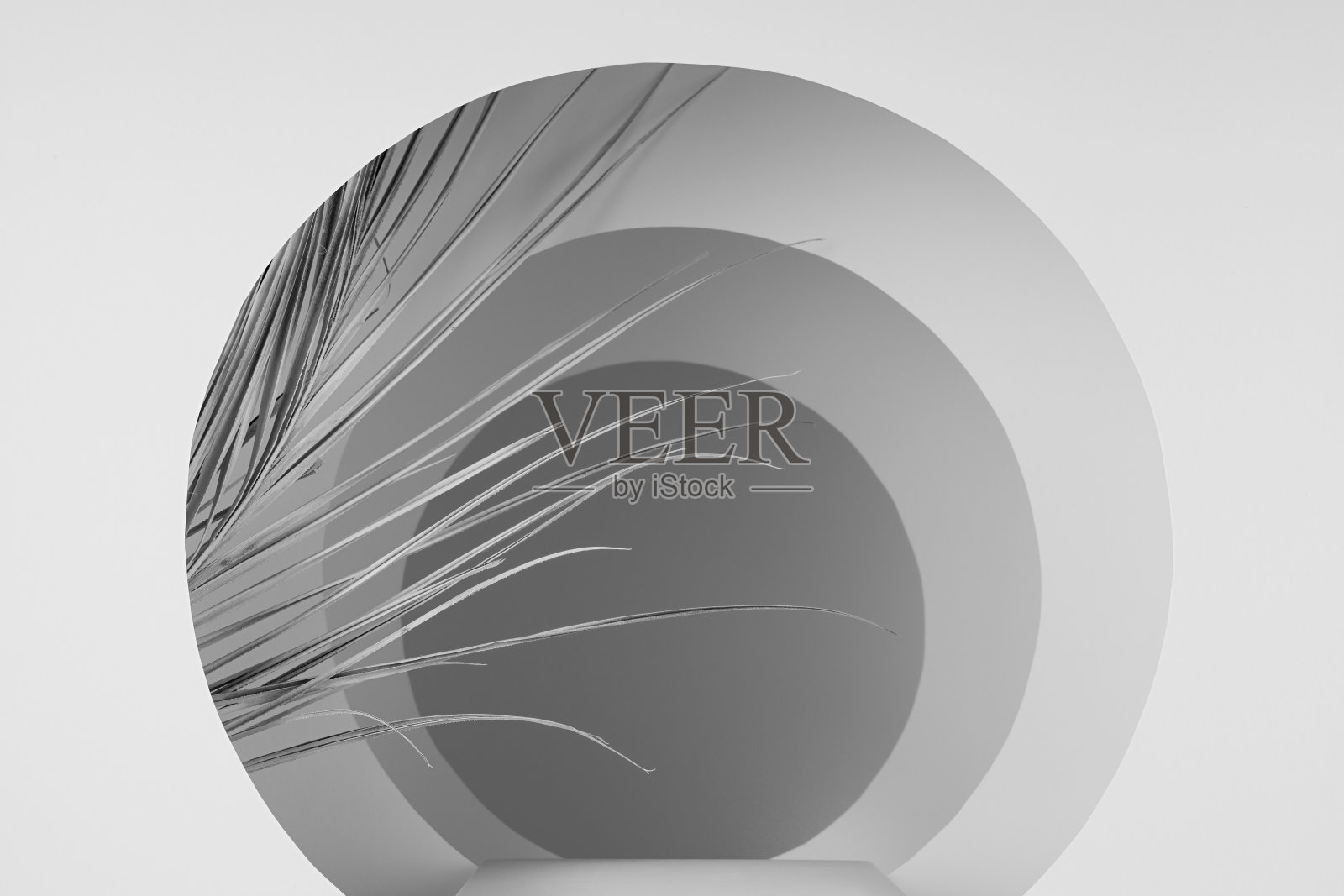 摘要白色、灰色的舞台与基座，干芦苇叶，圆形拱门作为隧道与光线，透视，场景模拟在优雅的热带花园风格的展示产品，广告，设计。照片摄影图片